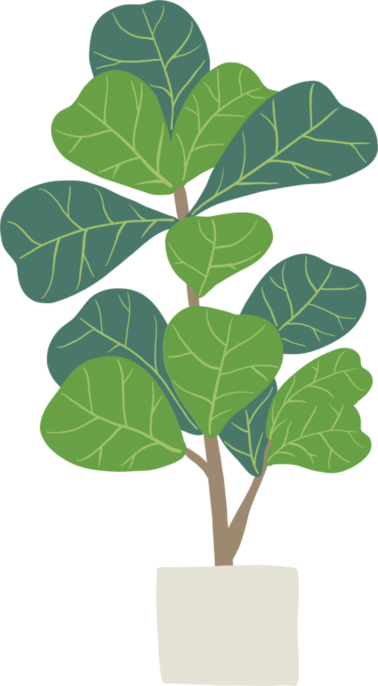 freehand sketch drawing of fiddle leaf fig tree. png