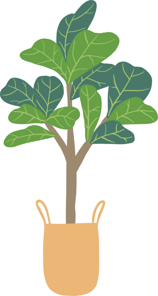 freehand sketch drawing of fiddle leaf fig tree. png