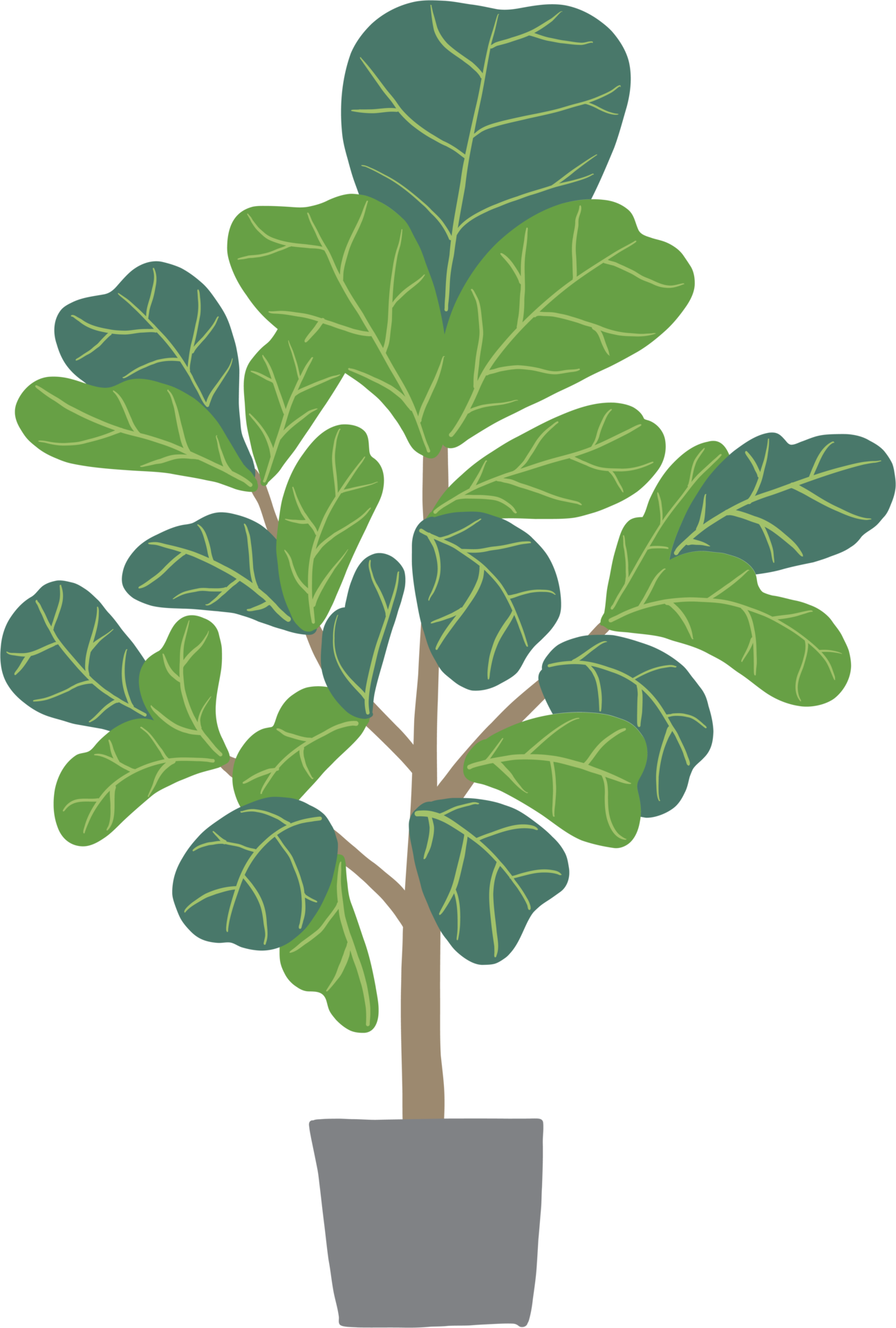 freehand sketch drawing of fiddle leaf fig tree. 11793521 PNG