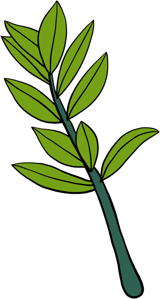 simplicity zanzibar gem plant simplicity freehand drawing flat design. png