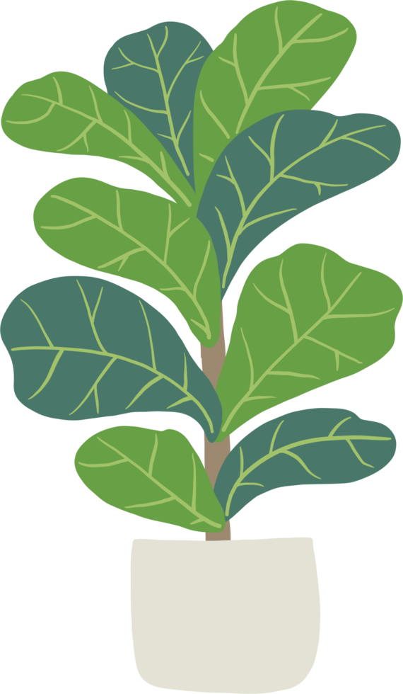 freehand sketch drawing of fiddle leaf fig tree. png