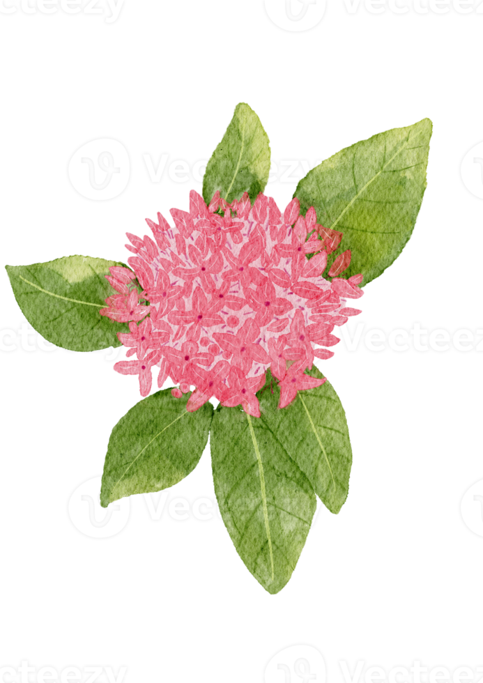 Pink ixora flowers.Hand drawn watercolor painting on background