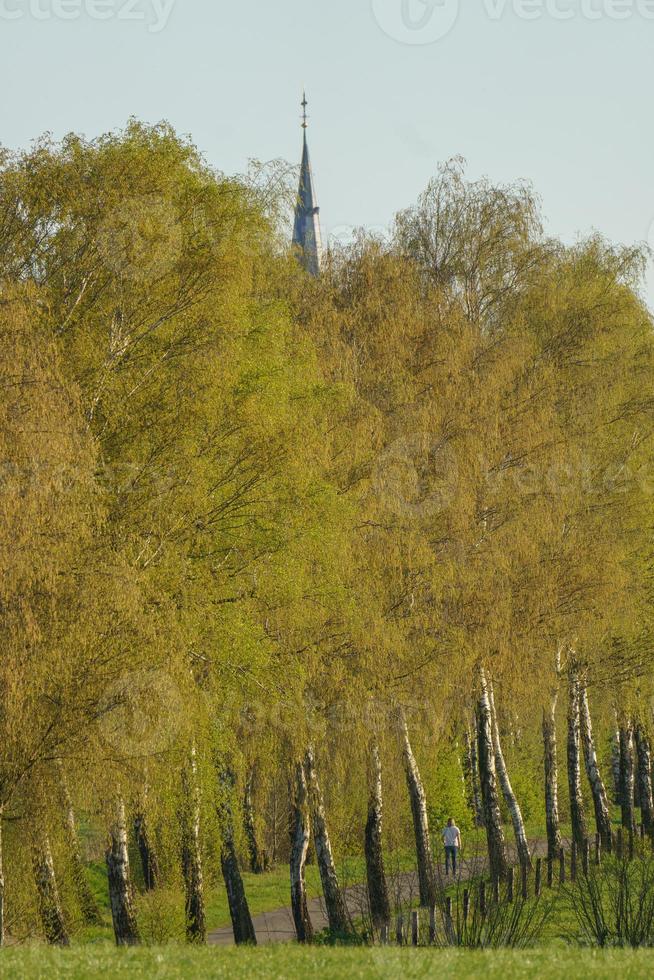 trees in westphalia photo