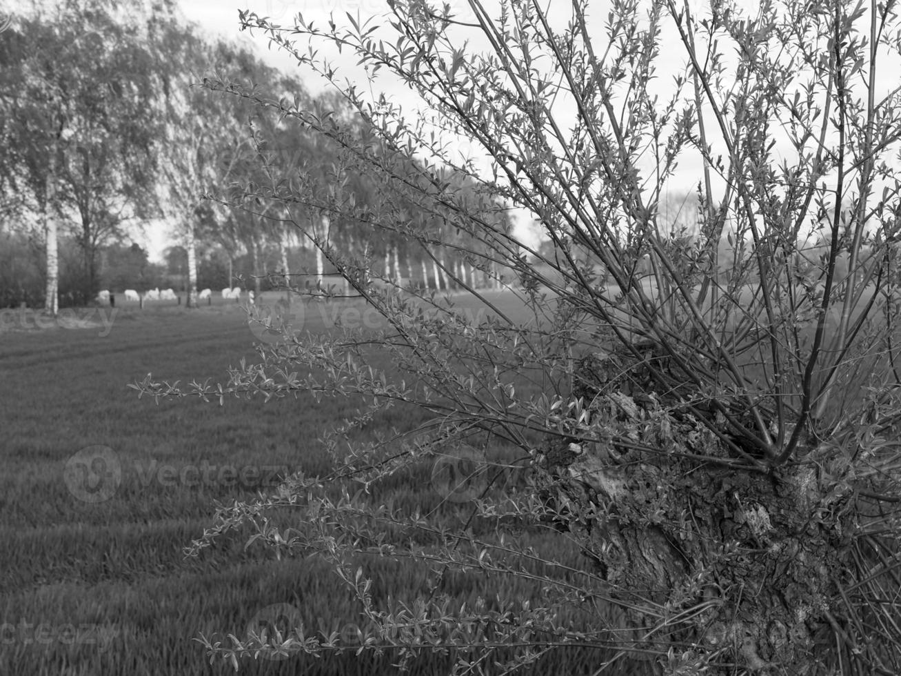 summer time in westphalia photo