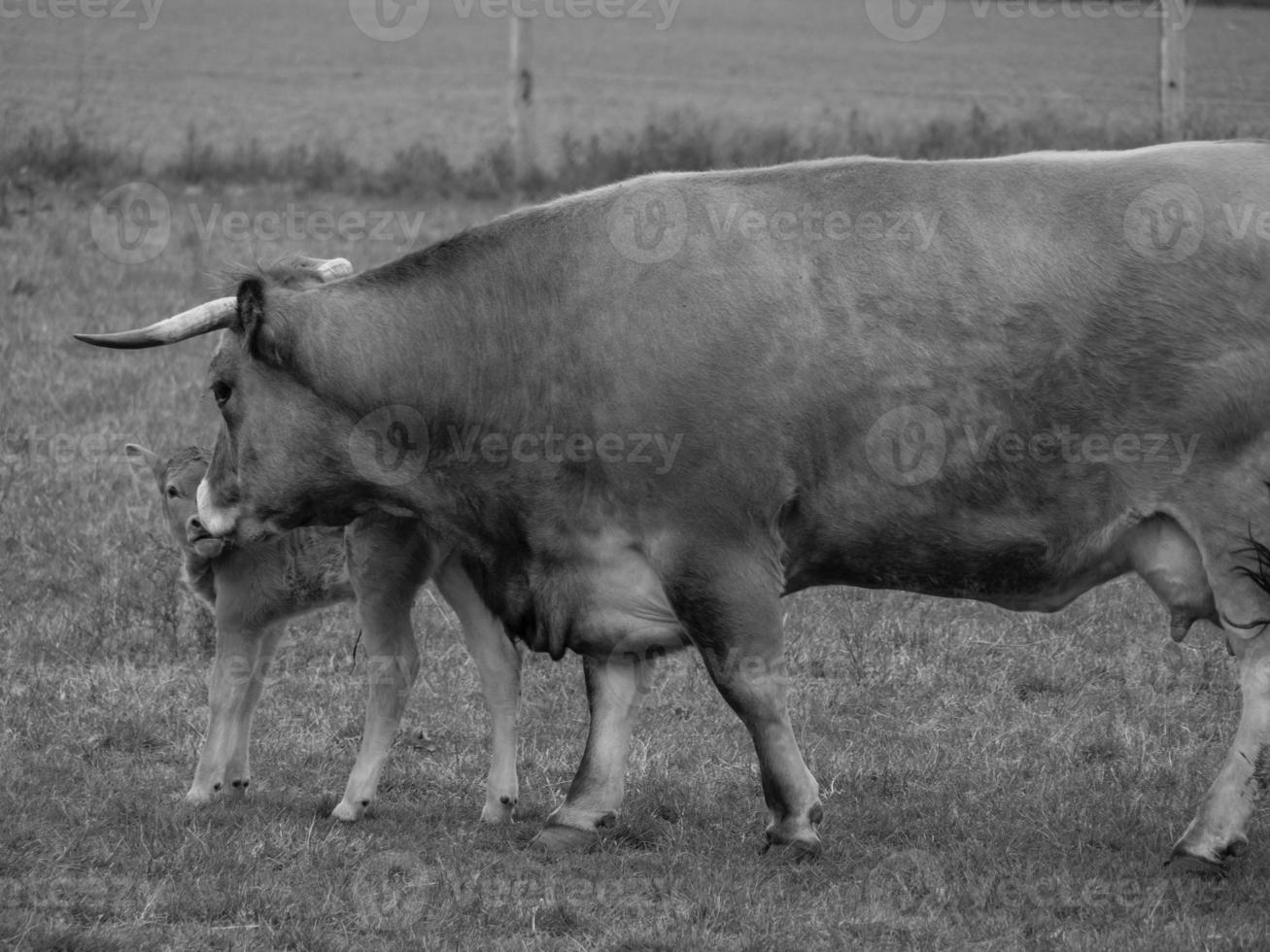 cows in the german muensterland photo