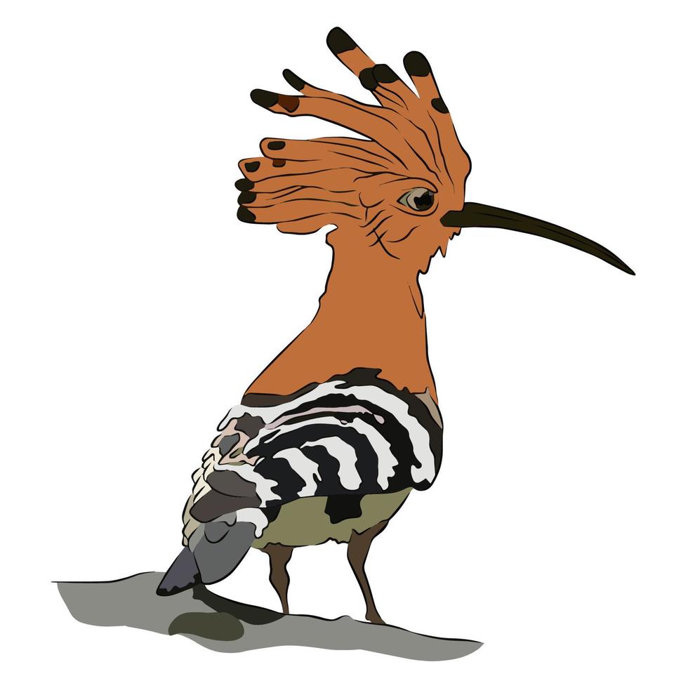 It's a beautiful common hoopoe  picture. vector