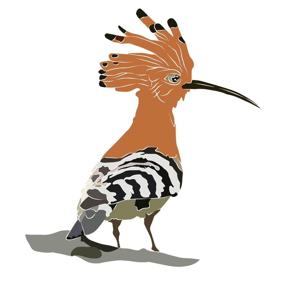 It's a beautiful common hoopoe  picture. vector