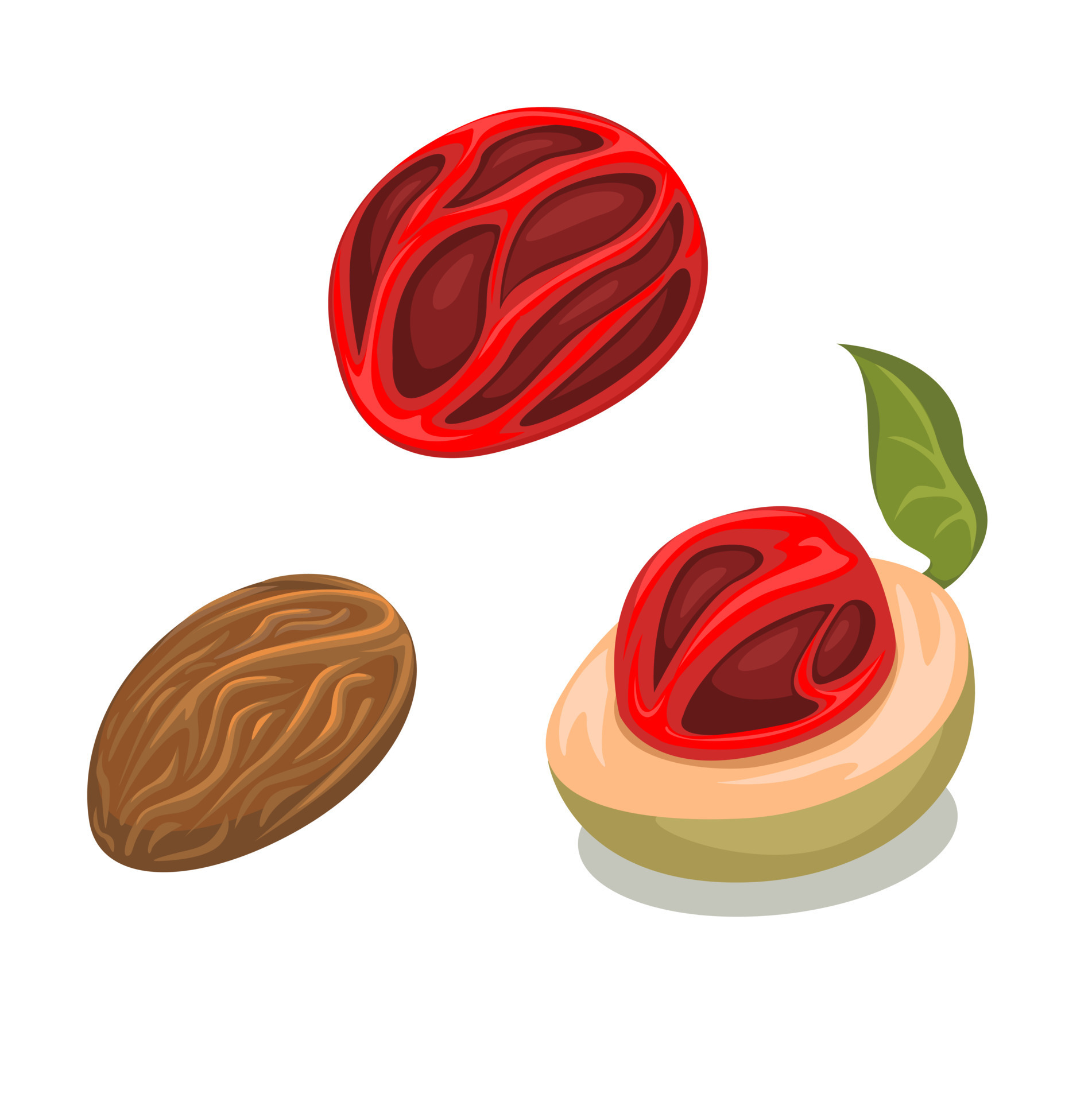 Nutmeg fruit and seed collection set symbol illustration vector