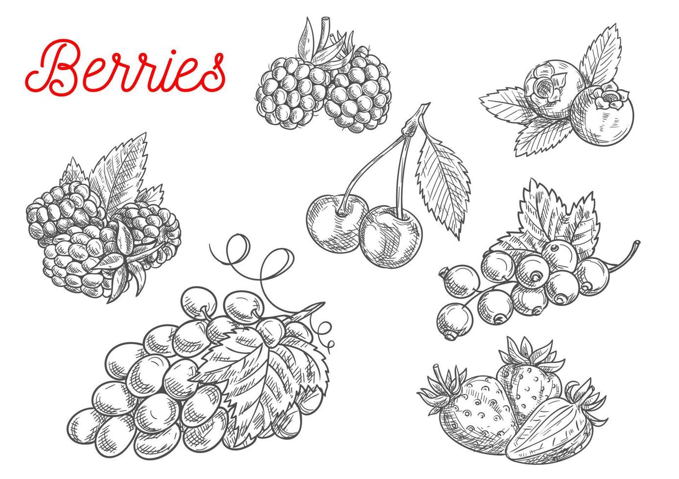 boceto de frutas y bayas de verano para el diseño de alimentos vector