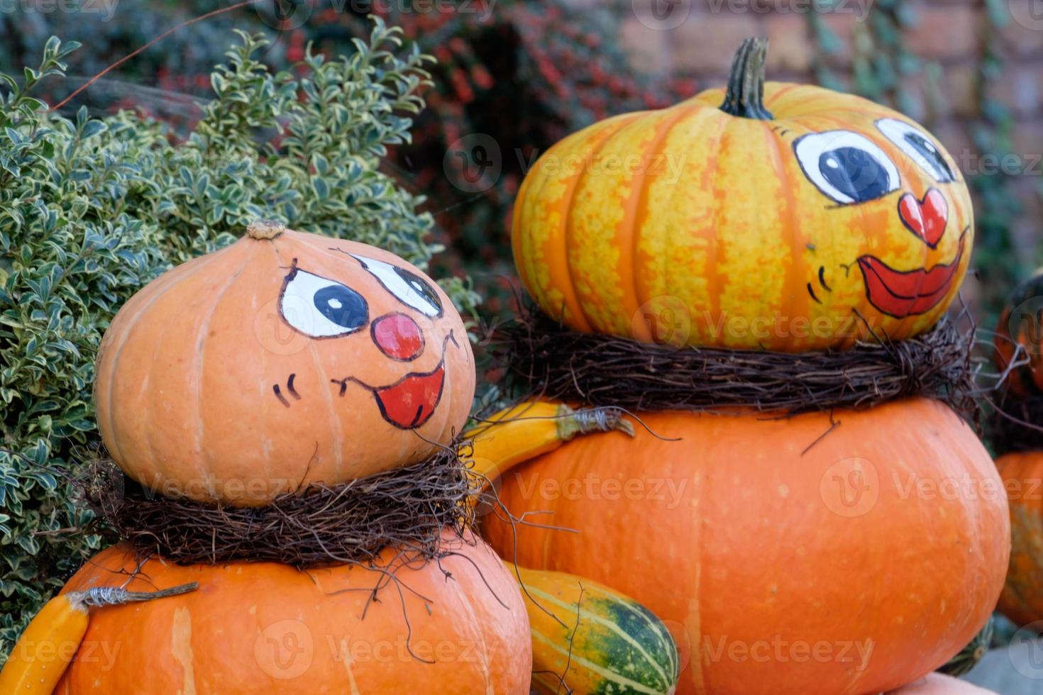 pumpkins in westphalia photo