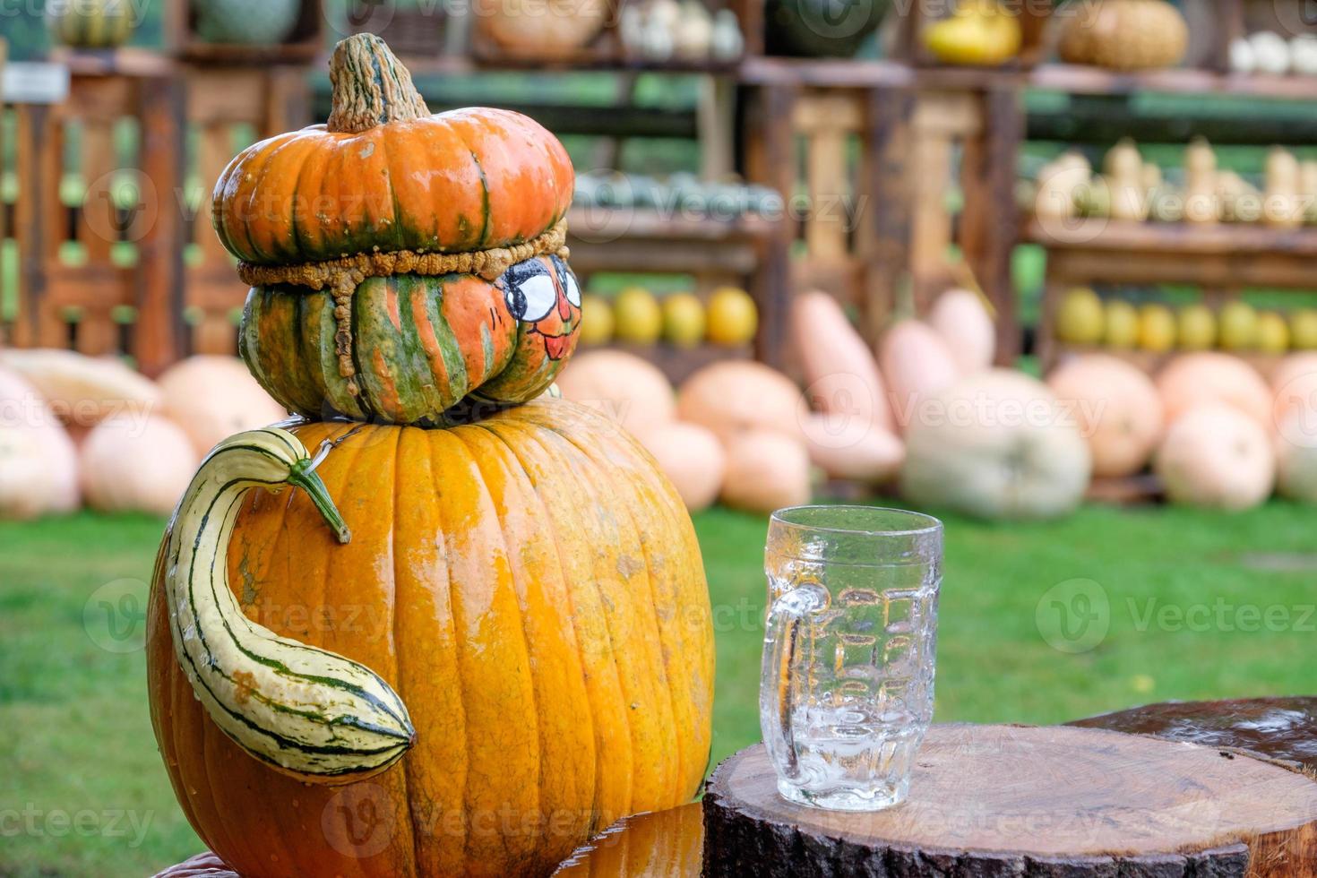 pumpkins in the garden photo