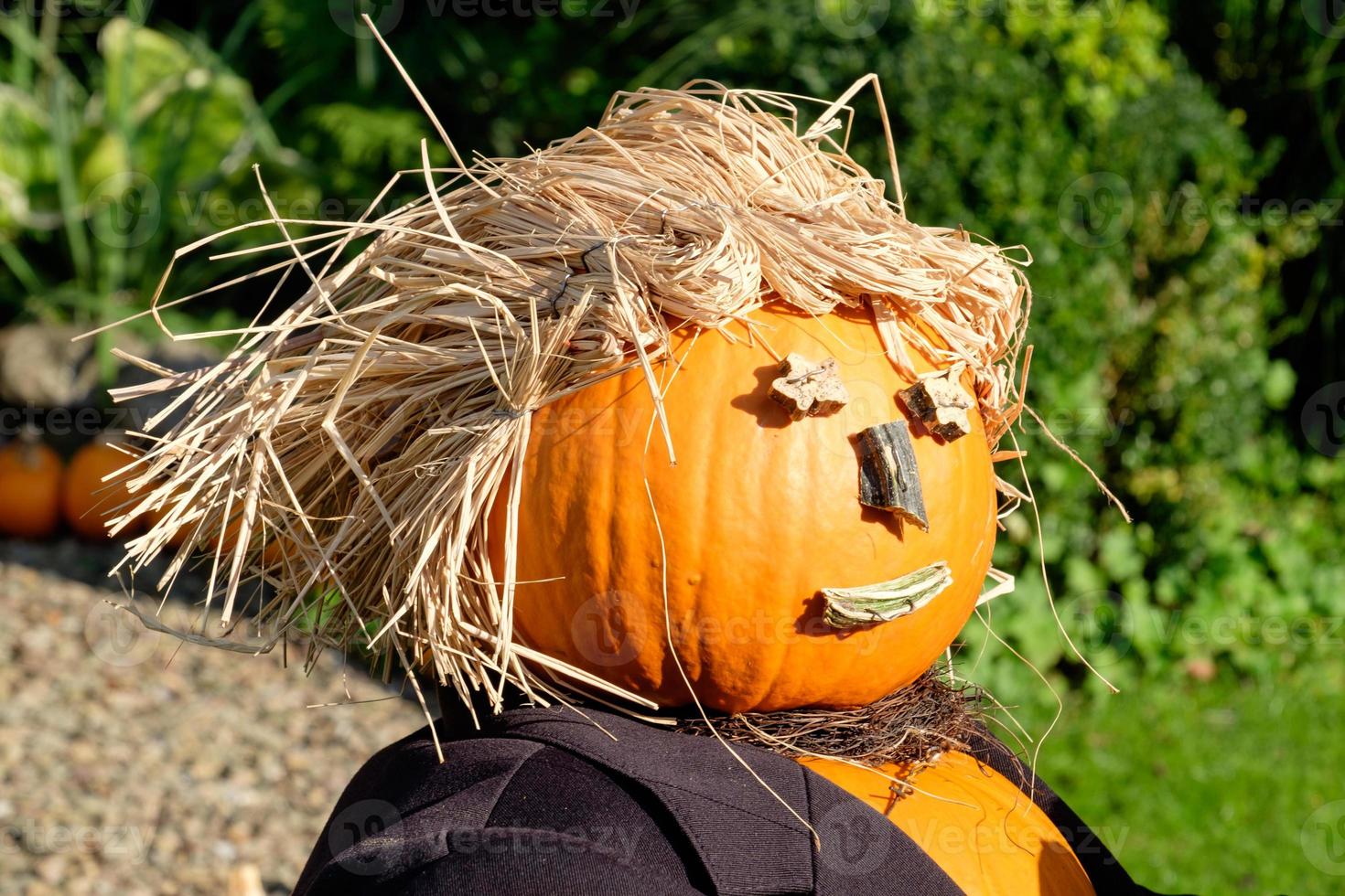 many orange pumpkins photo