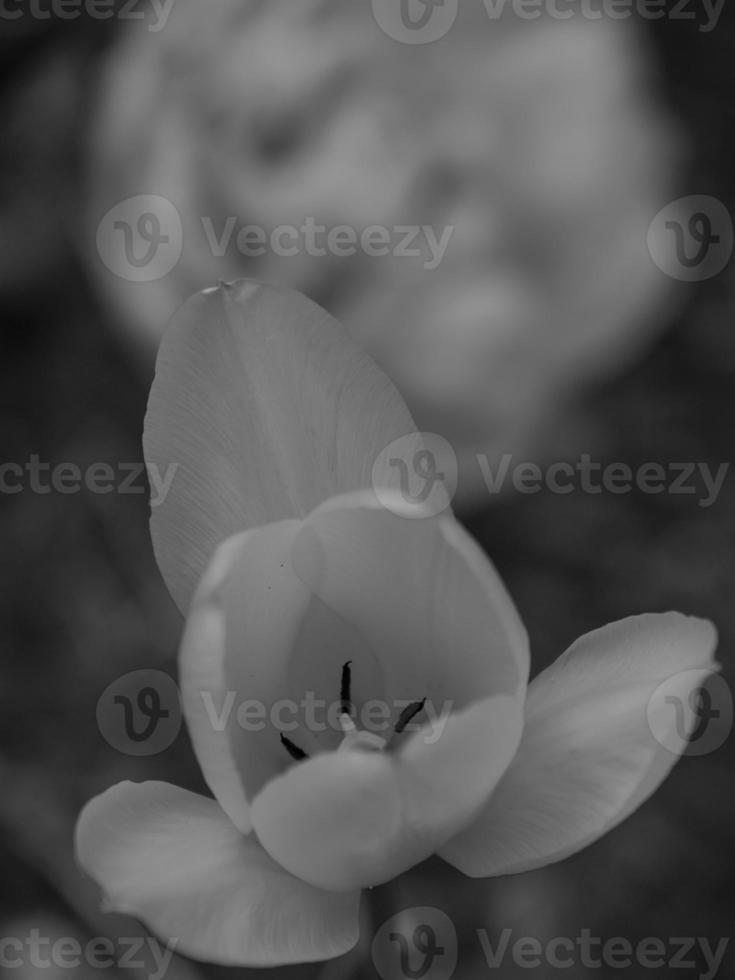 spring time in westphalia photo