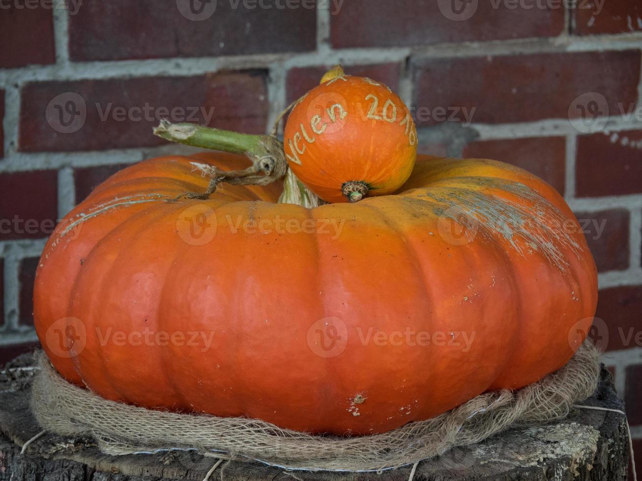 many pumpkins in the garden photo