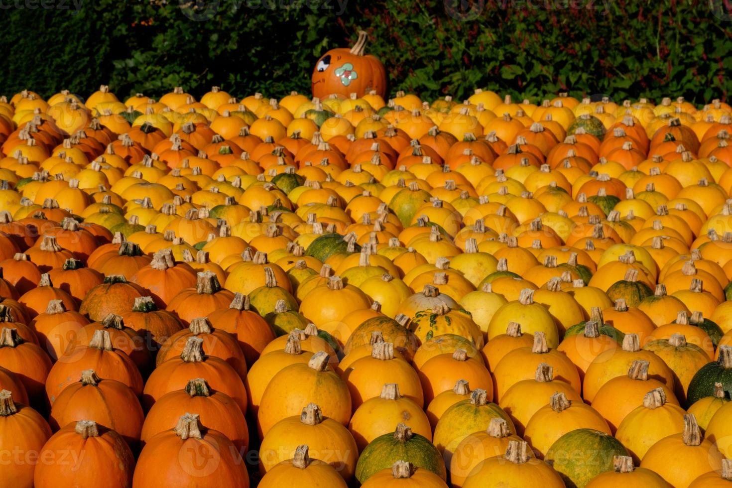 many orange pumpkins photo