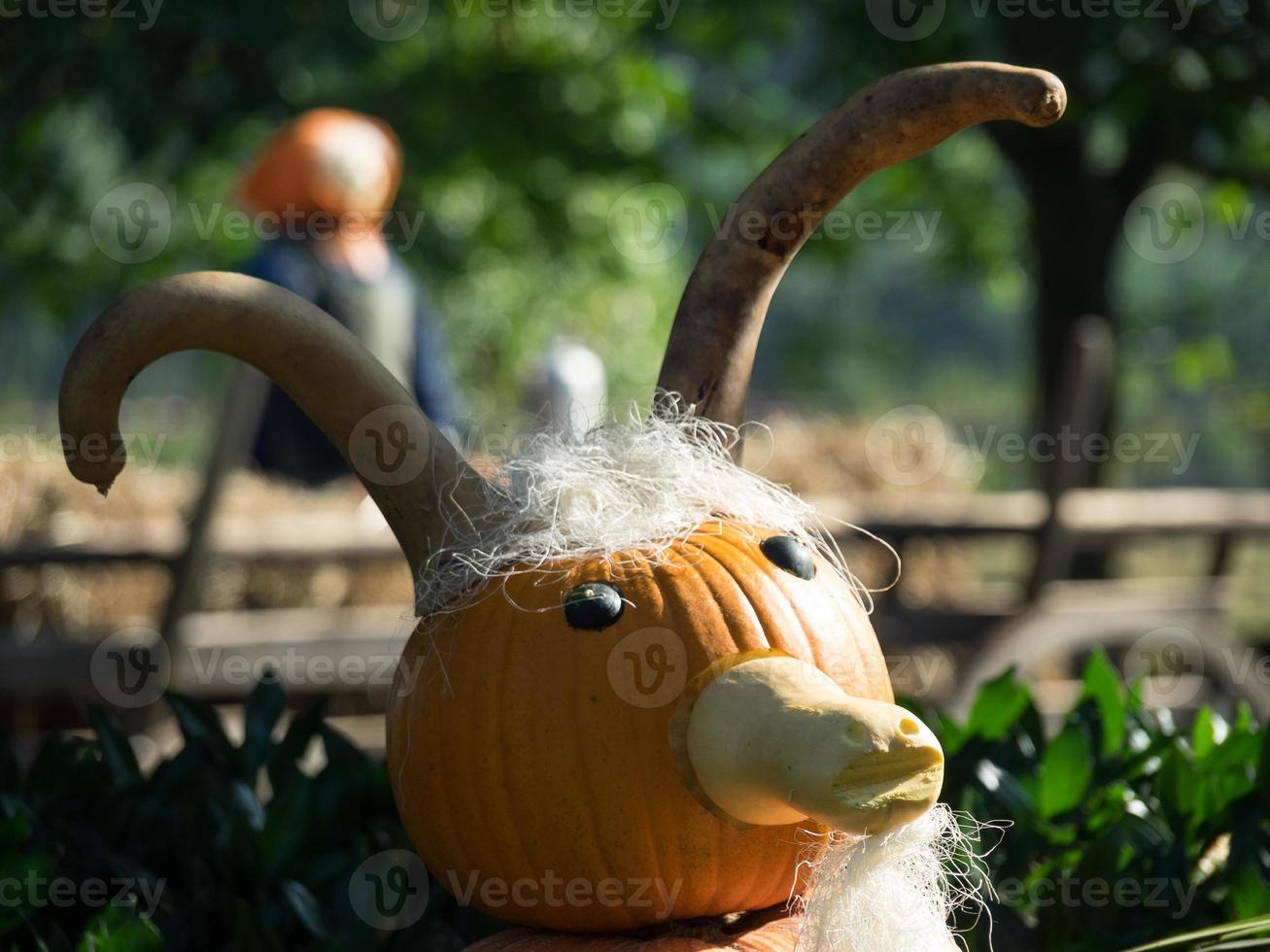 pumpkins in a german garden photo