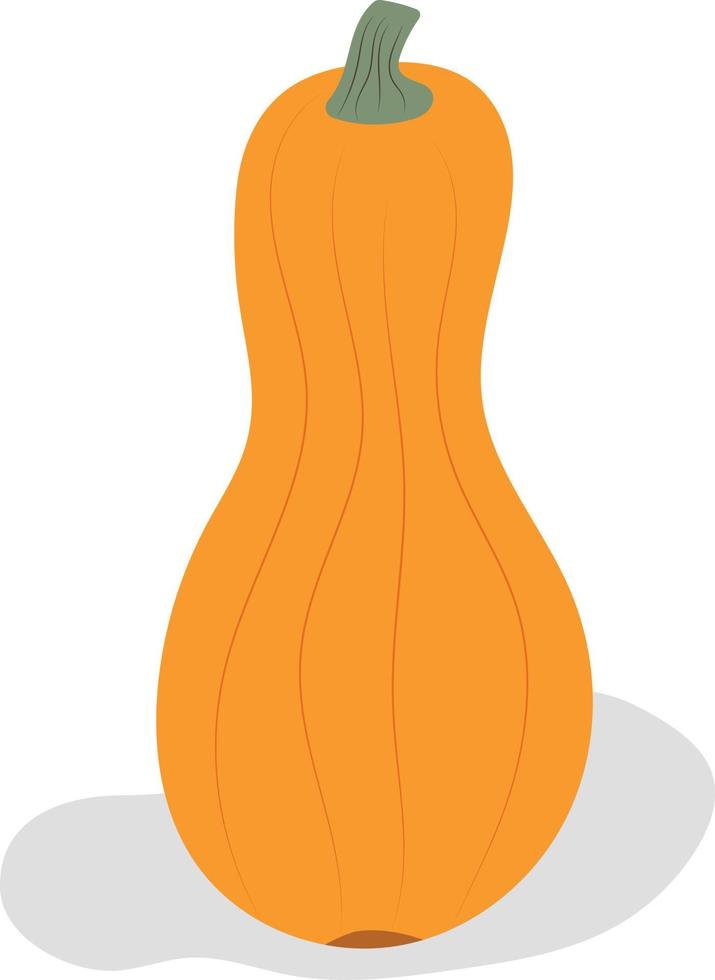 Orange ripe oblong elongated pumpkin. Autumn harvest. Flat style. Vector. vector