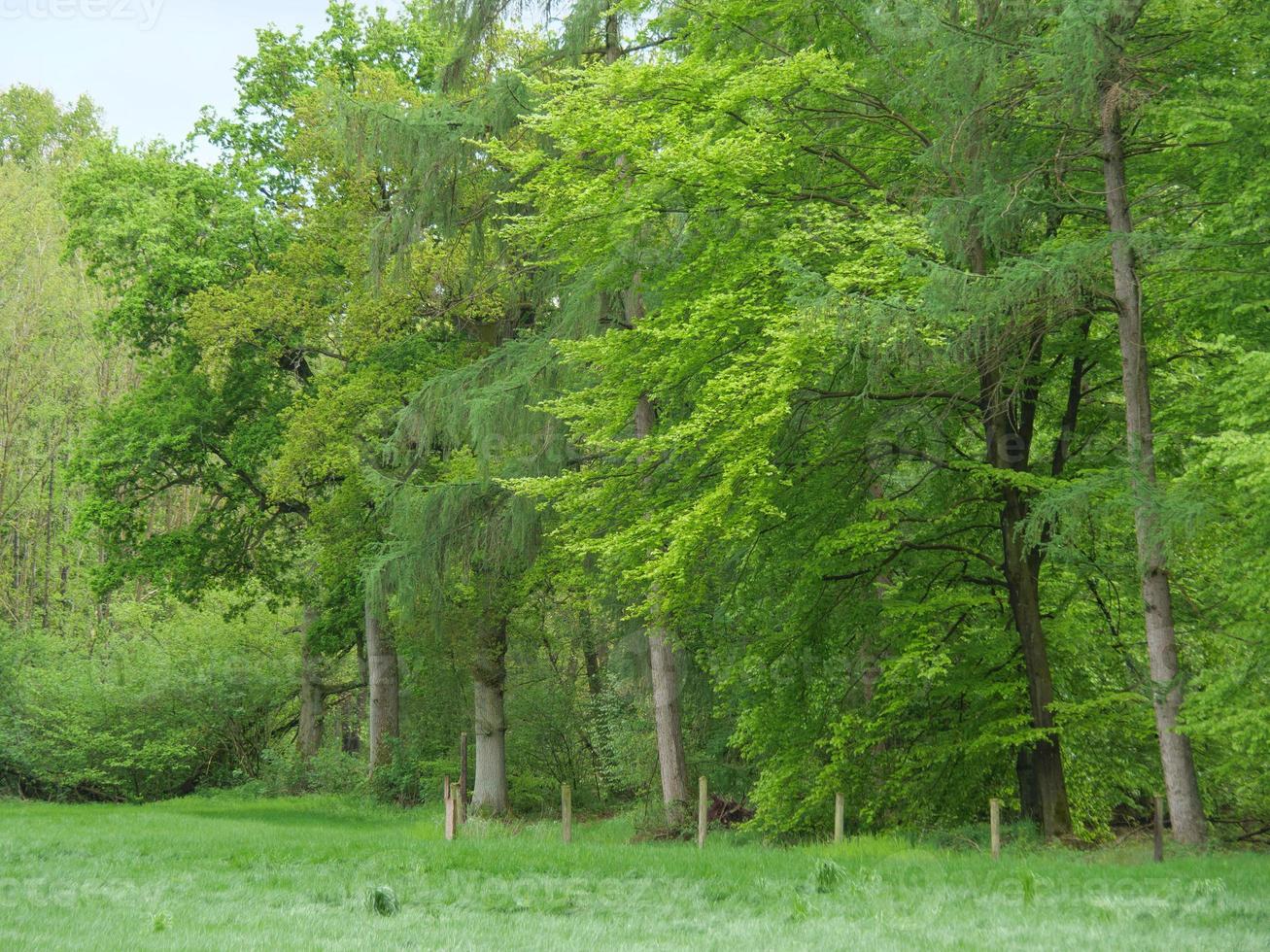 senderismo en un bosque cerca de ahaus alemania foto