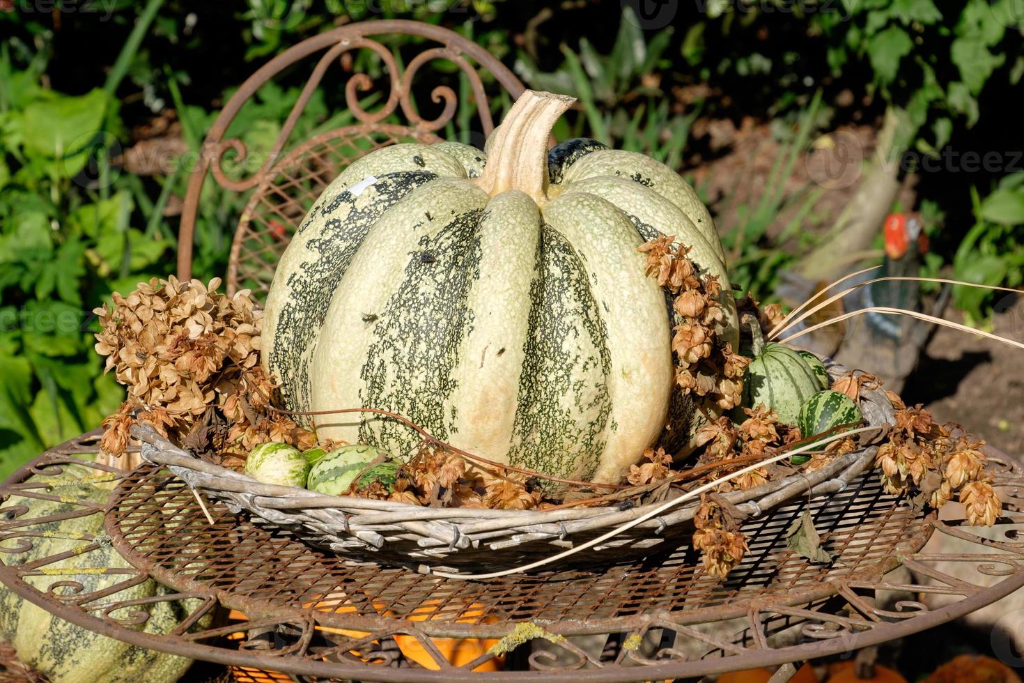 many orange pumpkins photo