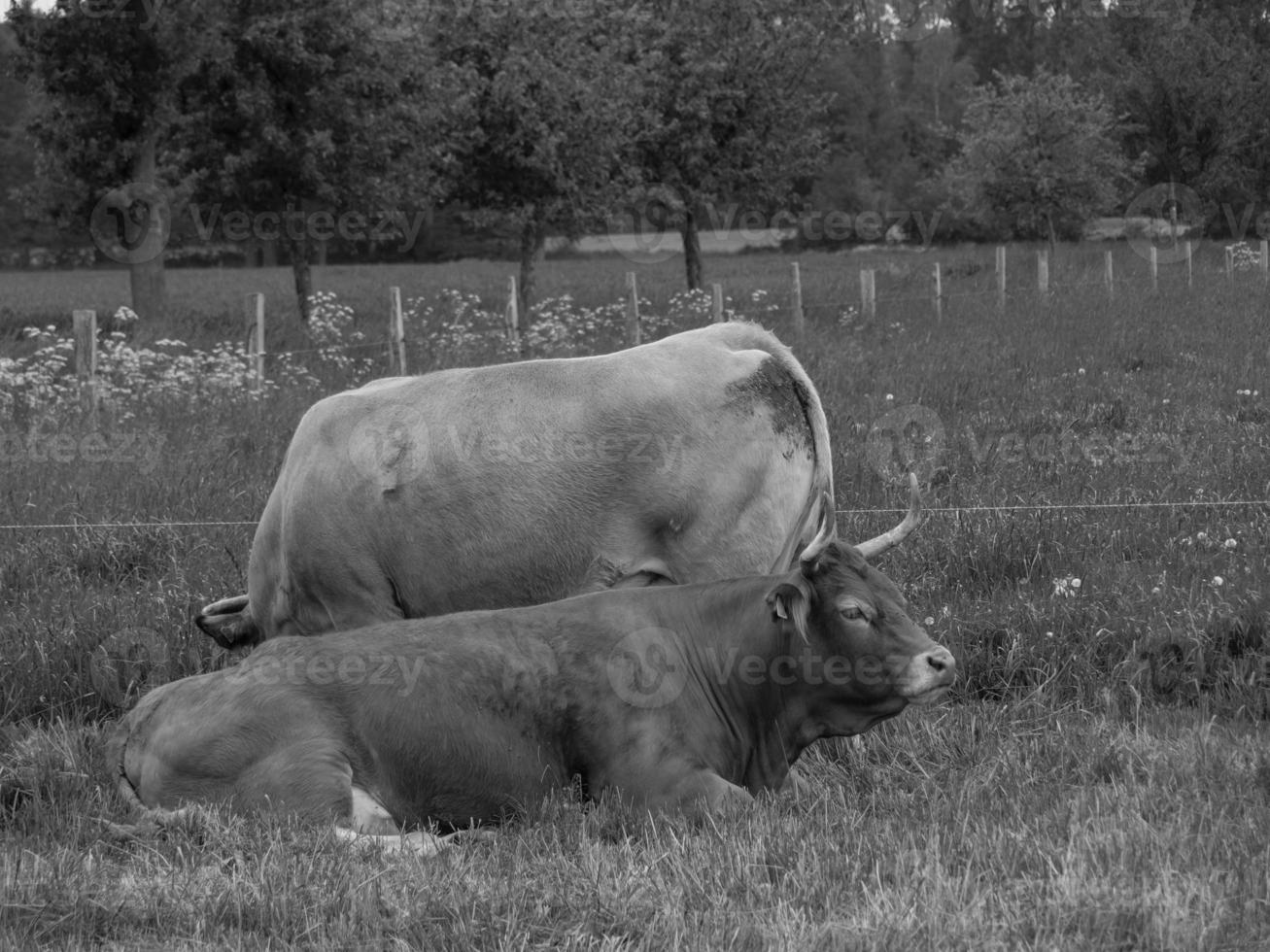 vacas en el muensterland alemán foto