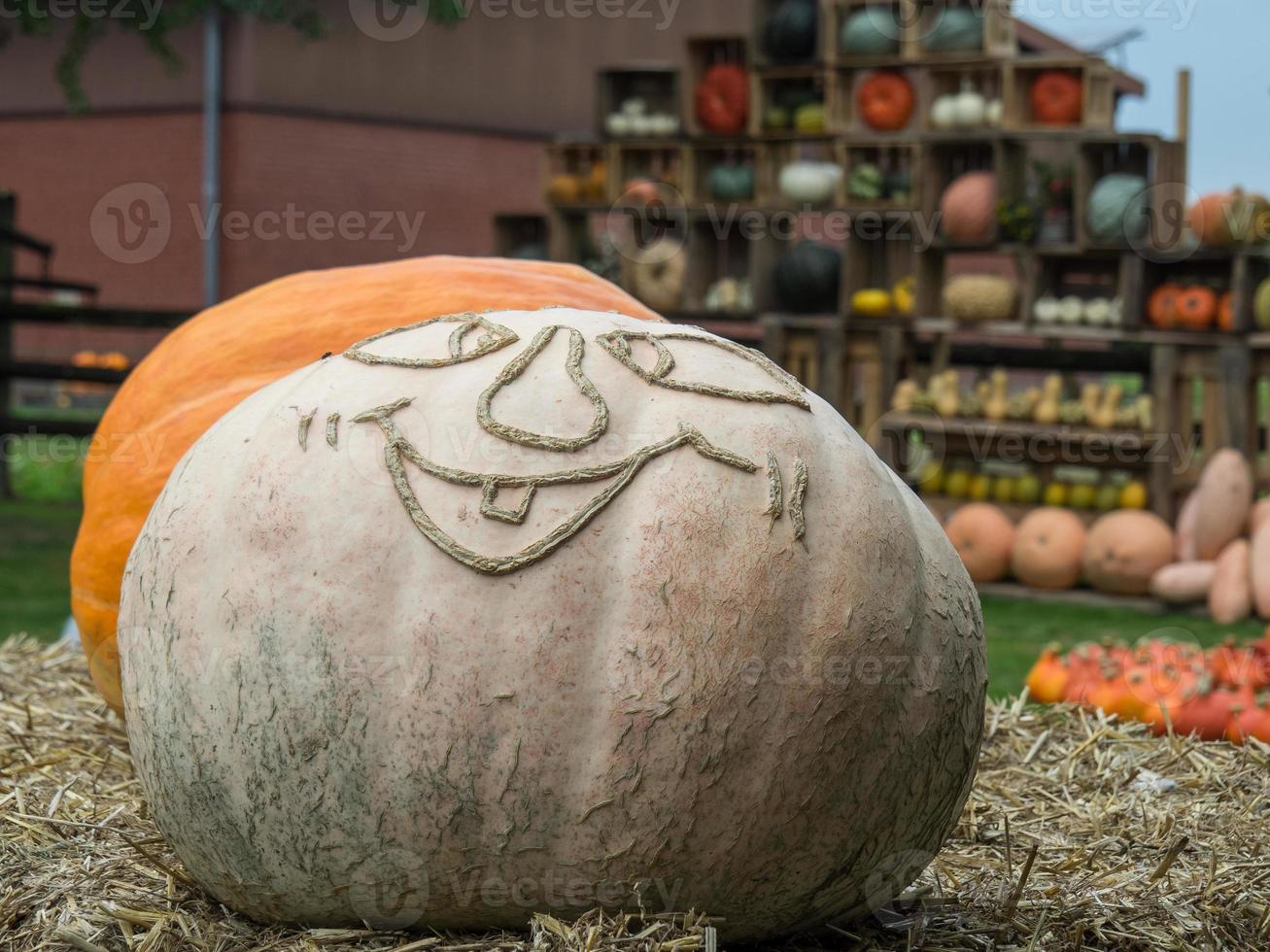pumpkins in a german garden photo