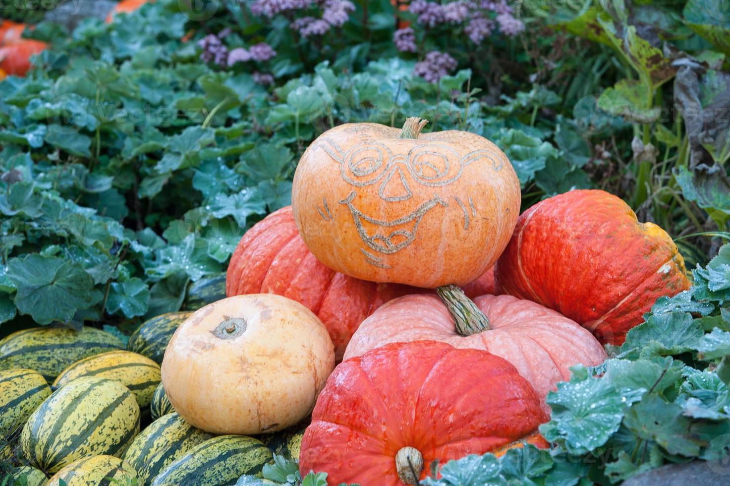 pumpkins in the garden photo