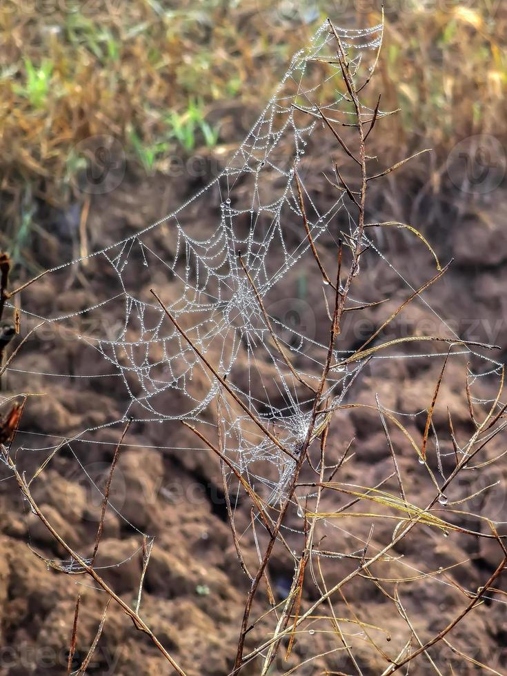cobwebBeauty cobweb with raindrops on a plant in the field. Weather with fog. vertical view photo
