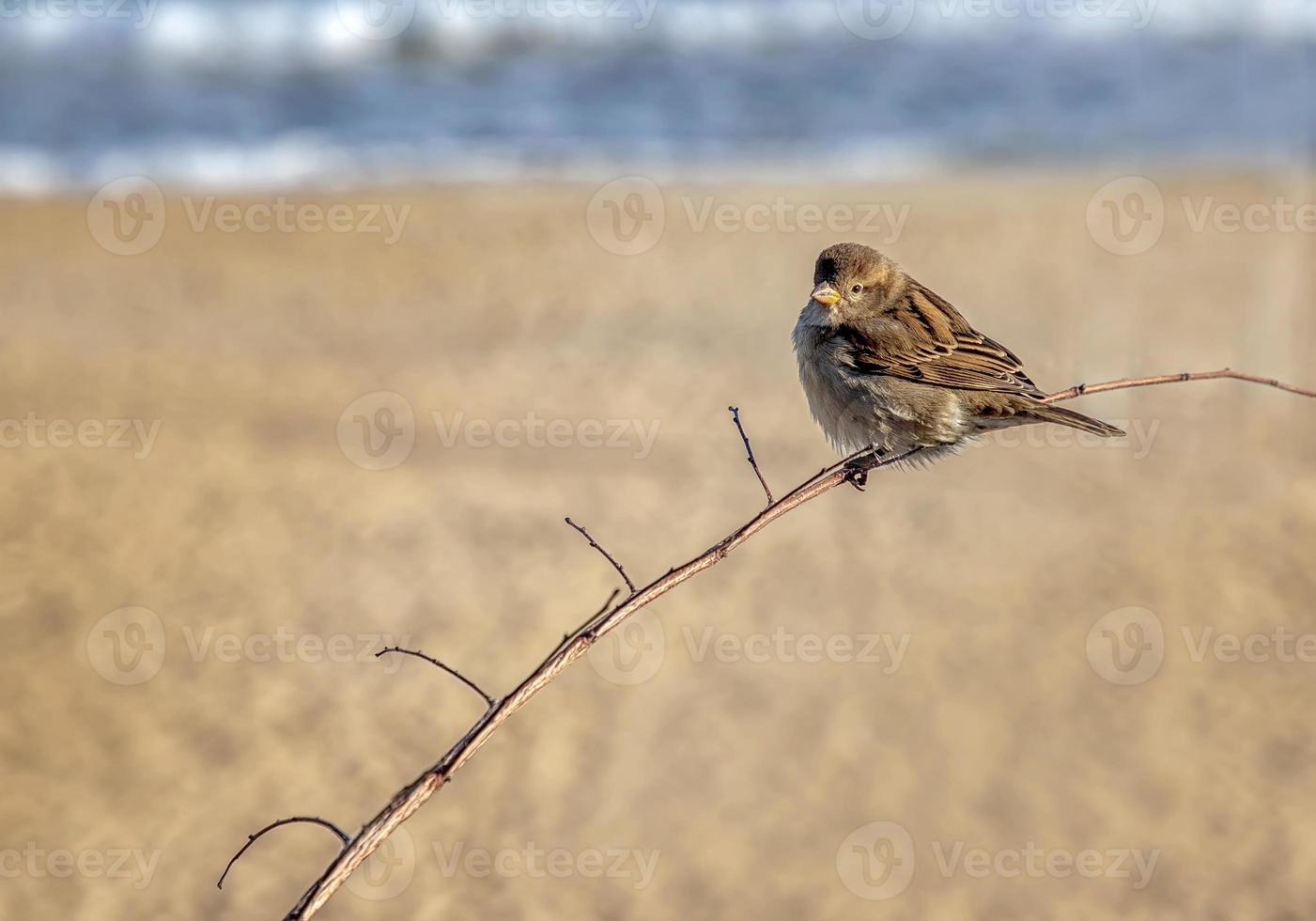 One cute sparrow sitting on the branch. Beautiful soft blurred background. photo