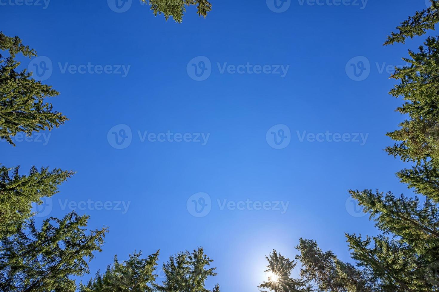 looking up to tall pines with clear blue sky and sun. Horizontal view photo