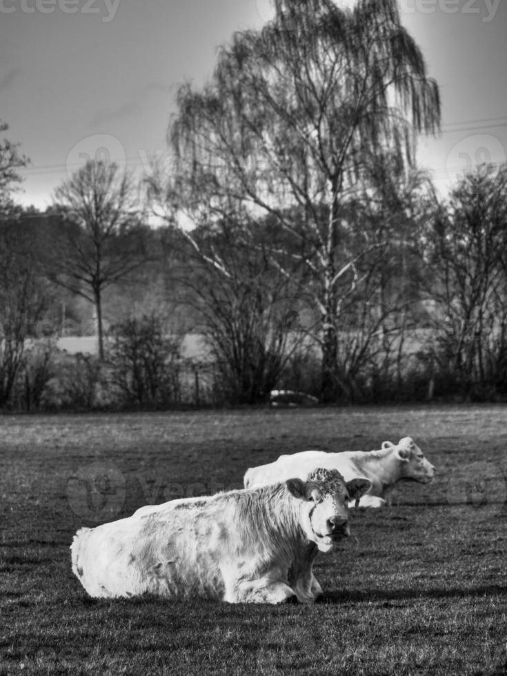 vacas en el muensterland alemán foto