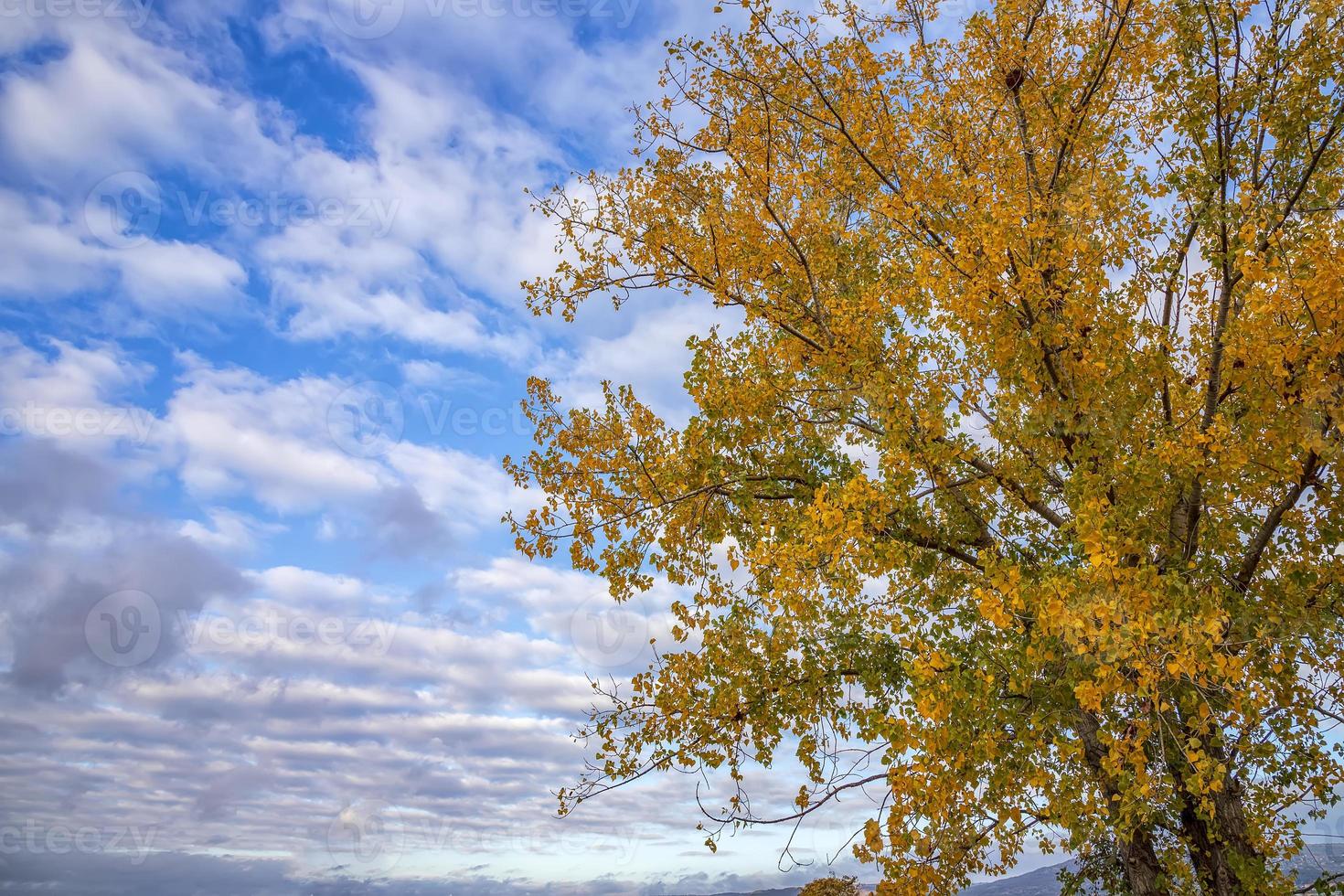 The beauty of autumn colour. Tree with yellow leaves and beauty sky. photo