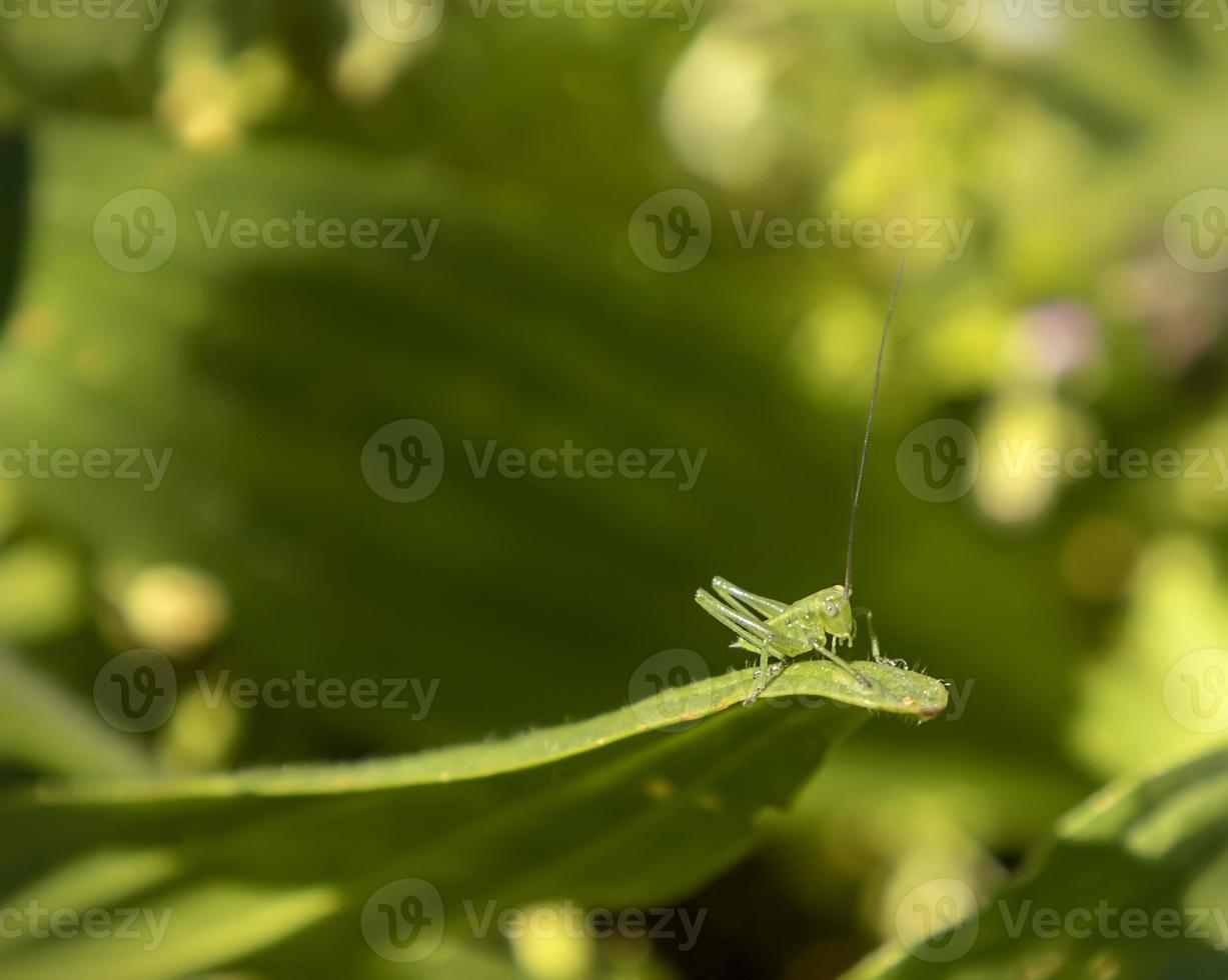 Cute green grasshopper sitting on leaf . Close up photo