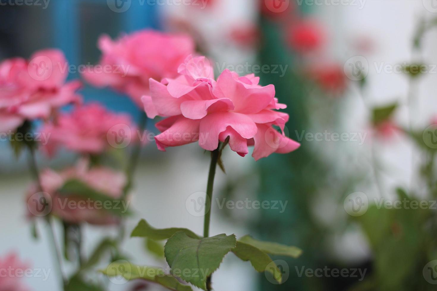 cayna rose flowers in the garden background photo