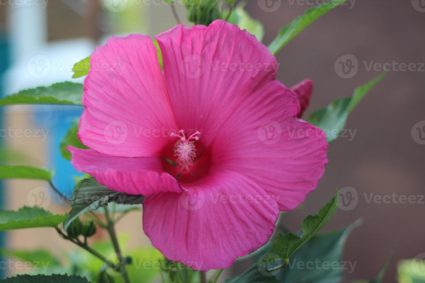 blooming hibiscus flower close up, hibiscus tea wallpaper photo