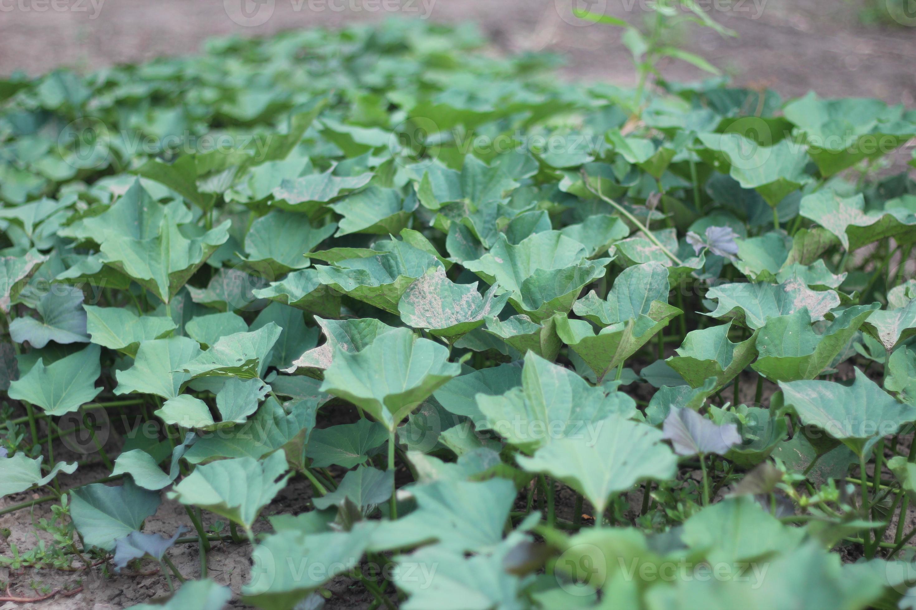 creepers-with-green-leaves-sweet-potato-plants-in-the-garden-11799832