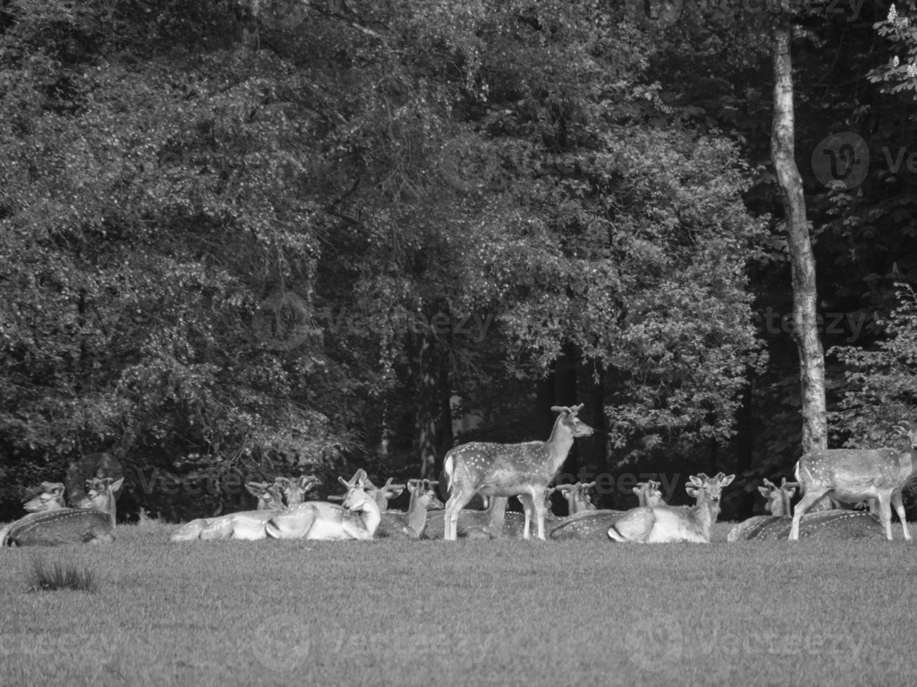 summer in westphalia photo