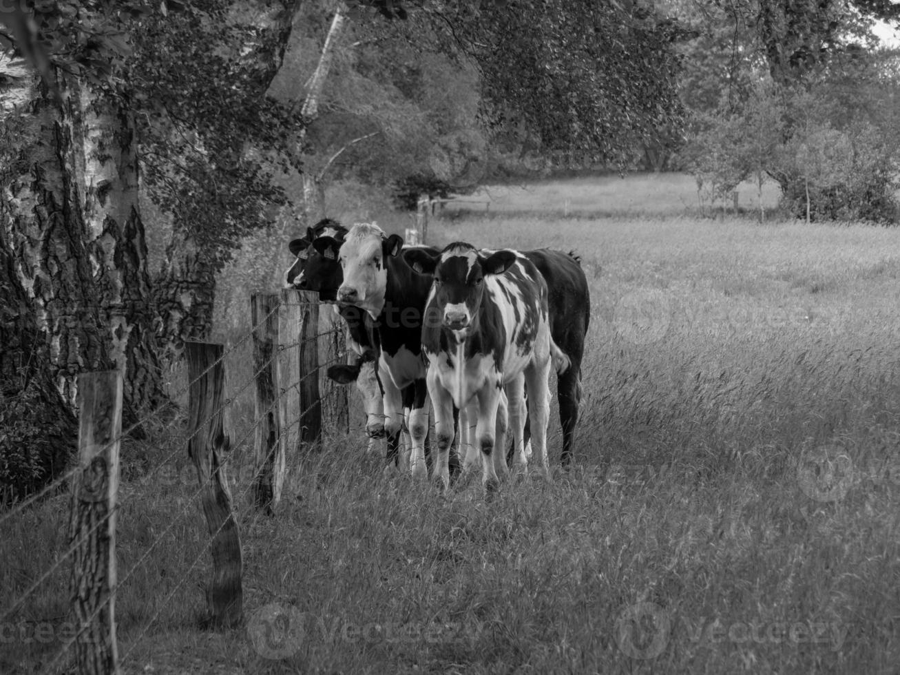 vacas en el muensterland alemán foto