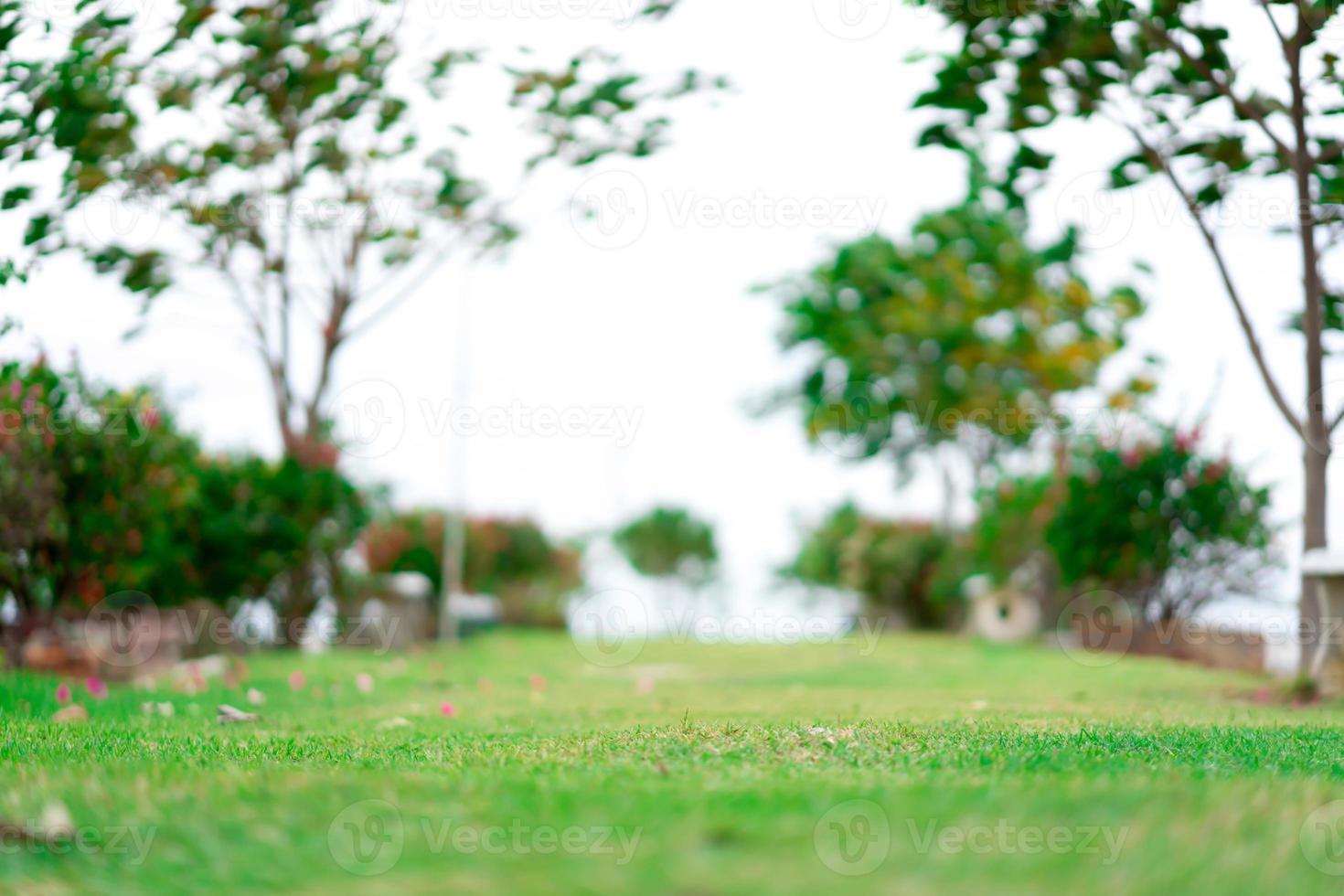 Blurred strong winds blow the trees at the sea photo