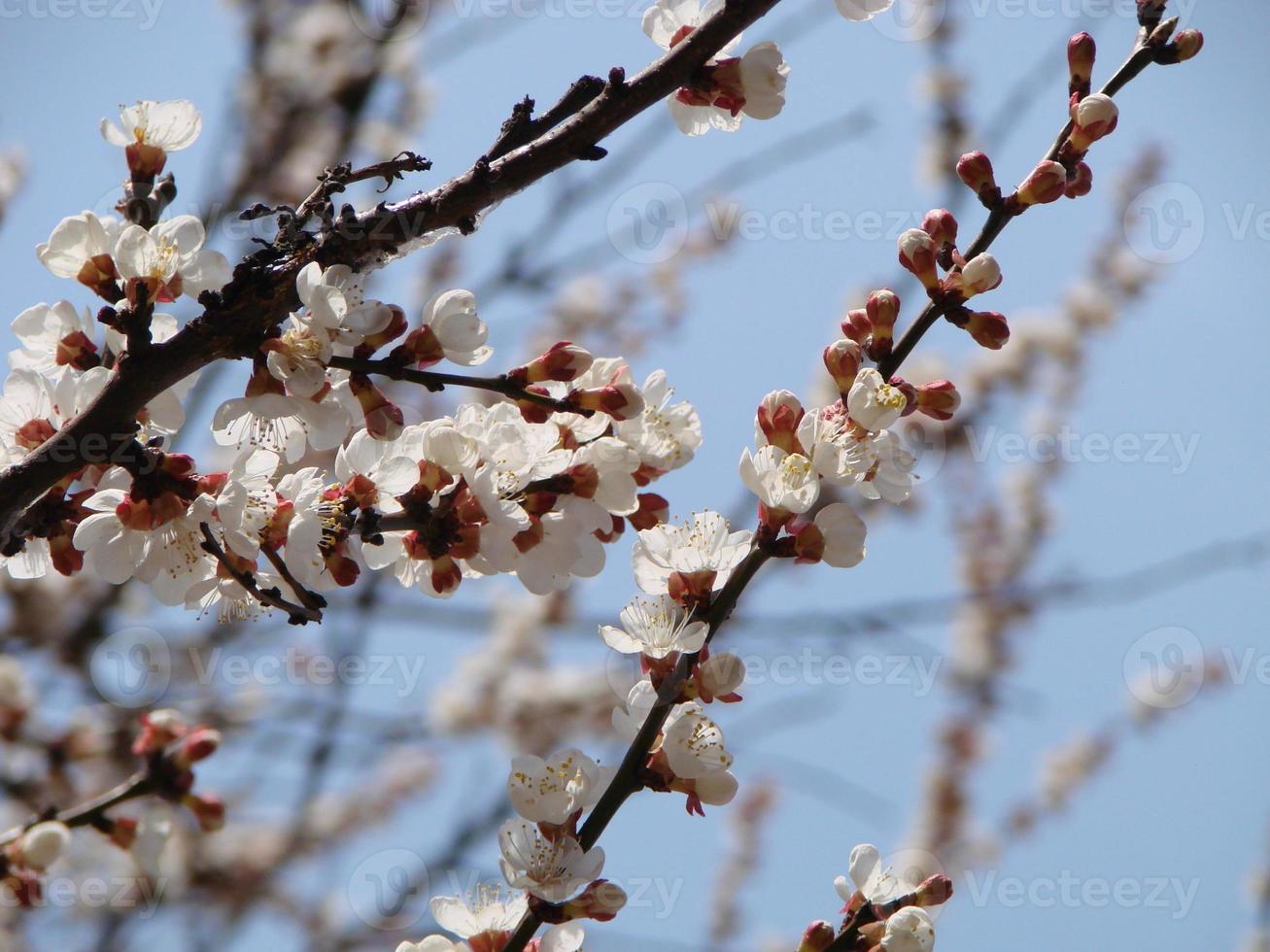 fondo de flor de primavera. hermosa escena natural con árboles florecientes y destellos solares. día soleado. Flores de primavera. foto