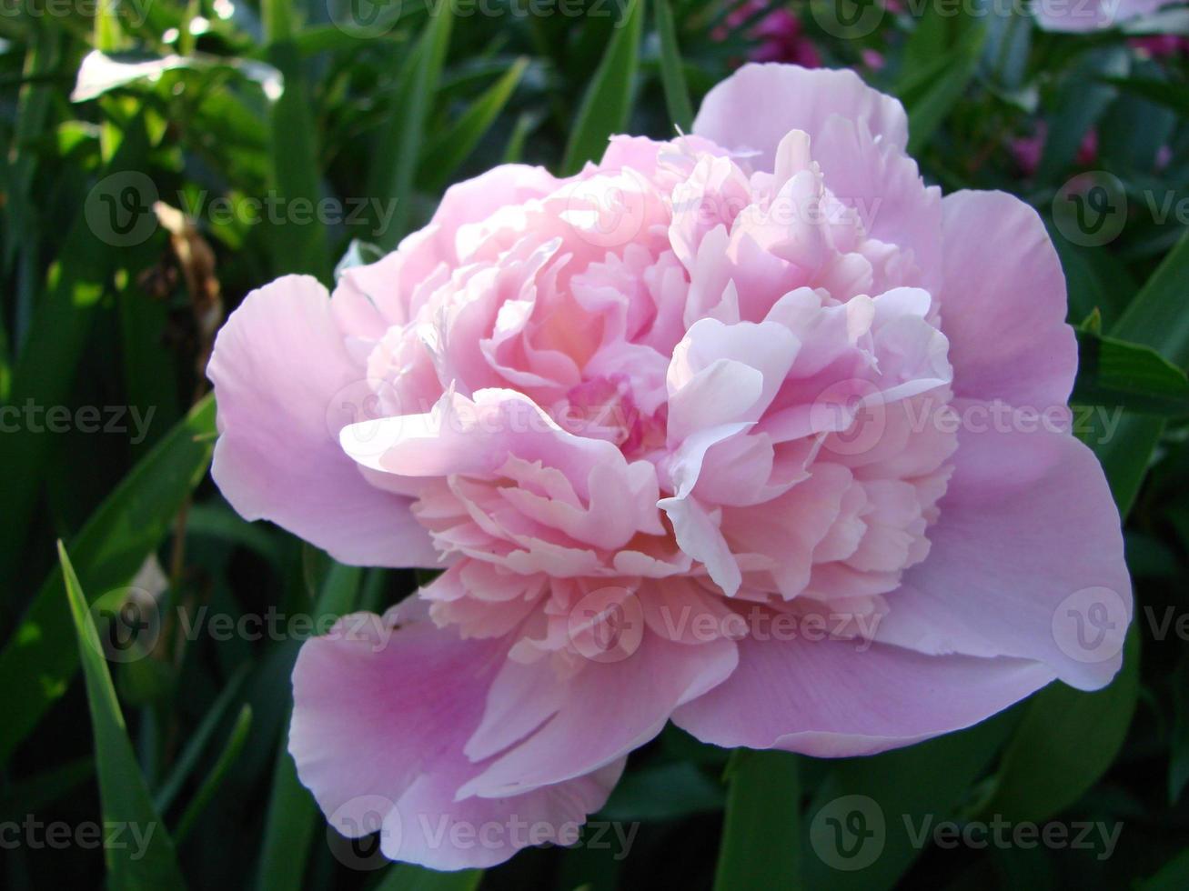 Close-up of flowers Pink peonies . Beautiful peony flower for catalog or online store. Floral shop concept . Beautiful fresh cut bouquet. photo