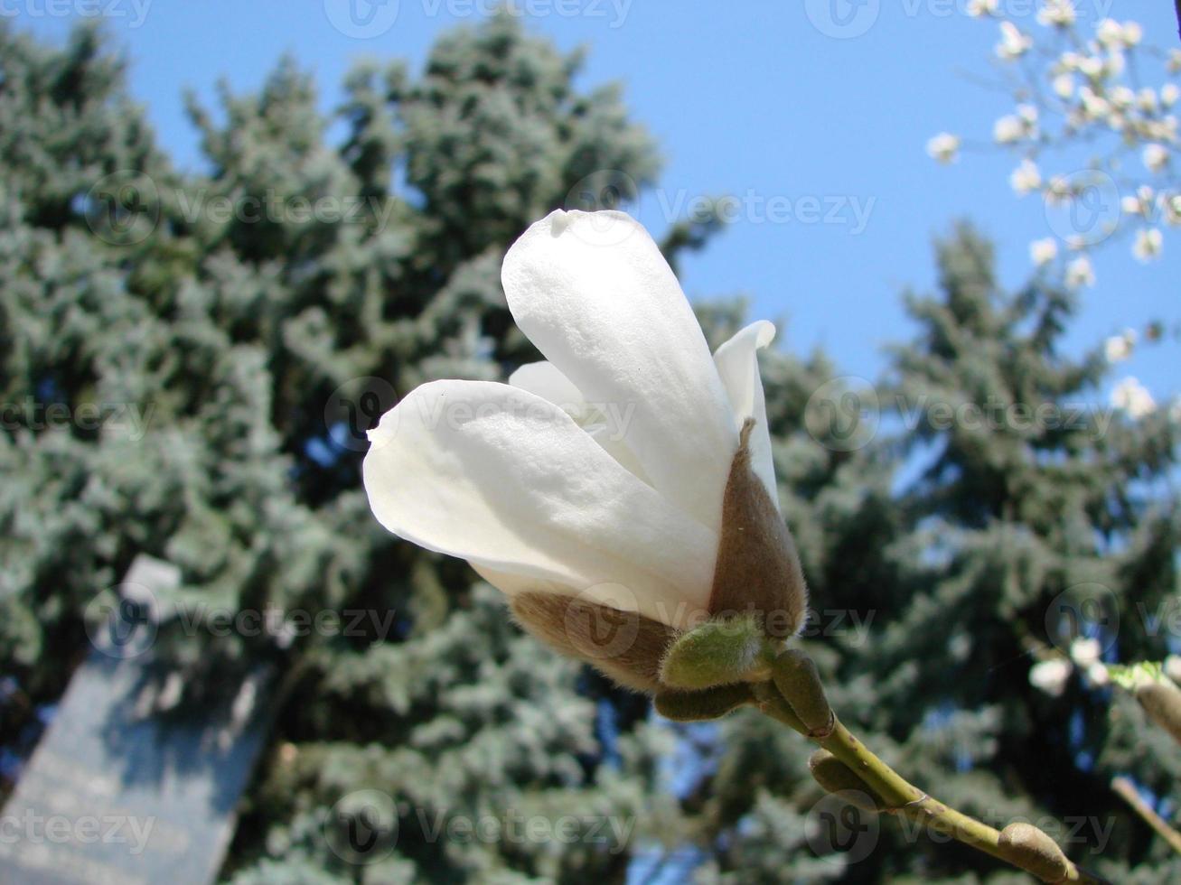 White magnolia flower against the sky close-up photo