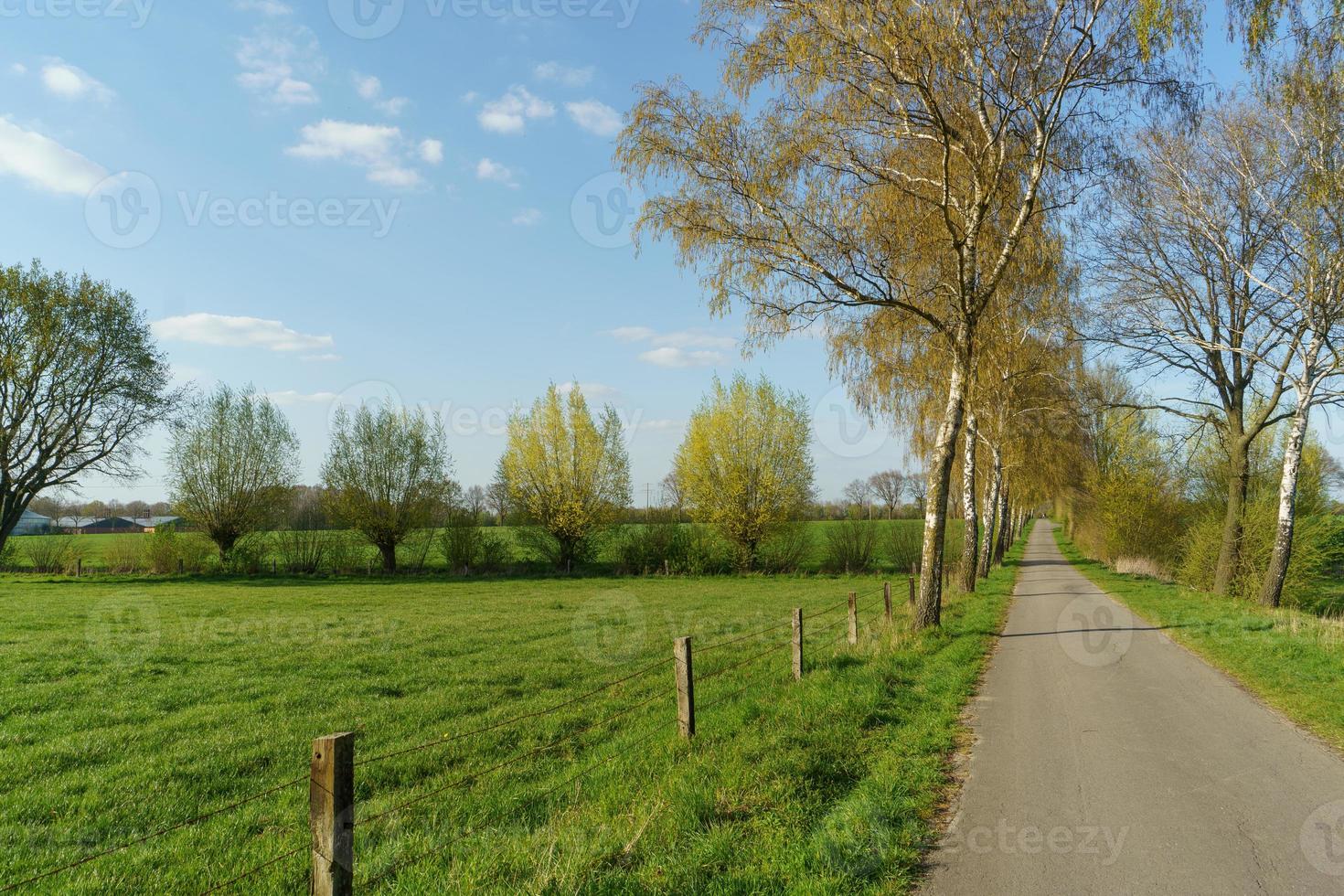 trees in westphalia photo