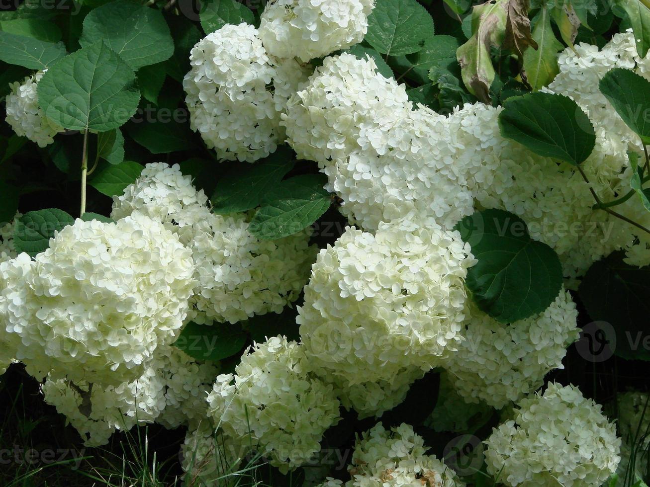 arbusto decorativo viburnum con flores blancas - árbol de bolas de nieve en el jardín foto