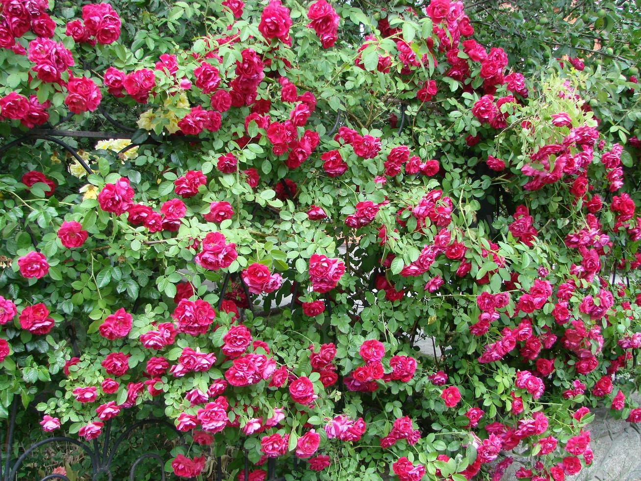 Curly red rose, huge inflorescences, garden, spring, photo