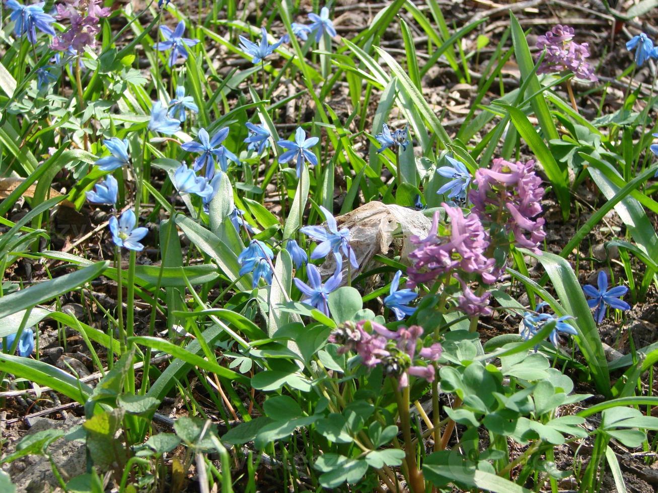 Blue Scilla in the forest in early spring, Sc lla. photo