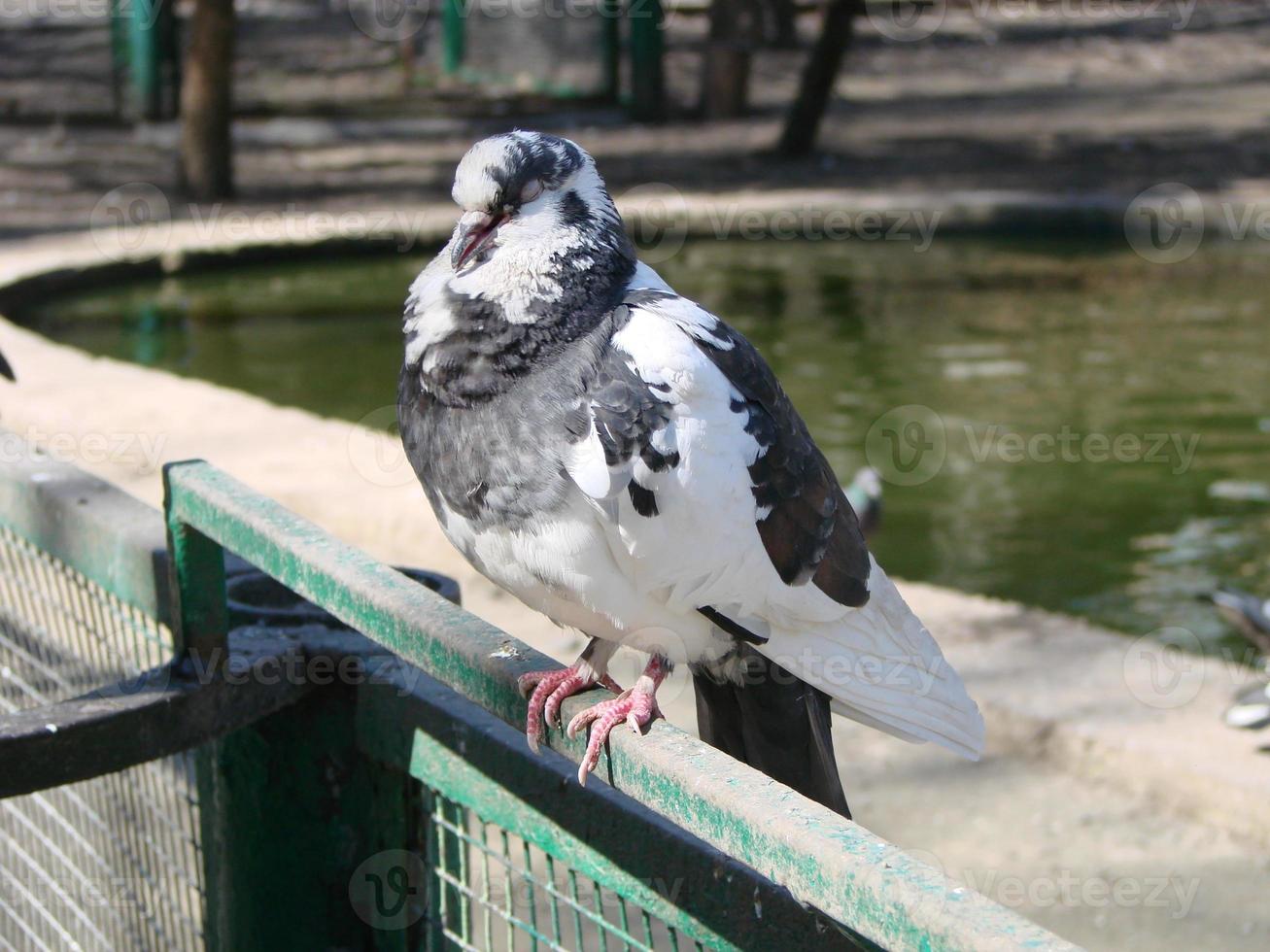 Pigeon on a ground or pavement in a city. Pigeon standing. Dove or pigeon. photo