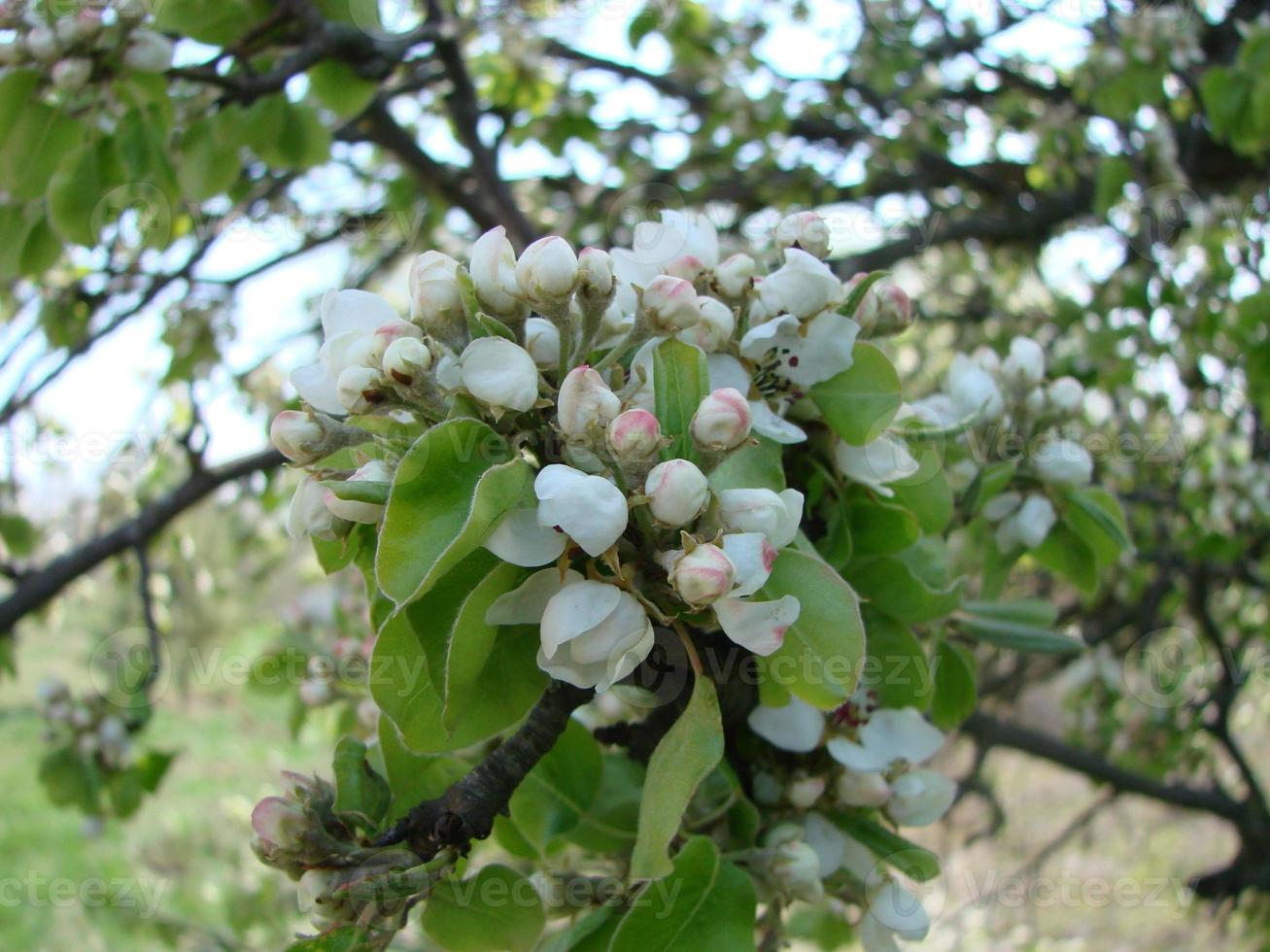 Pollination of flowers by bees pears. White pear flowers is a source of nectar for bees photo