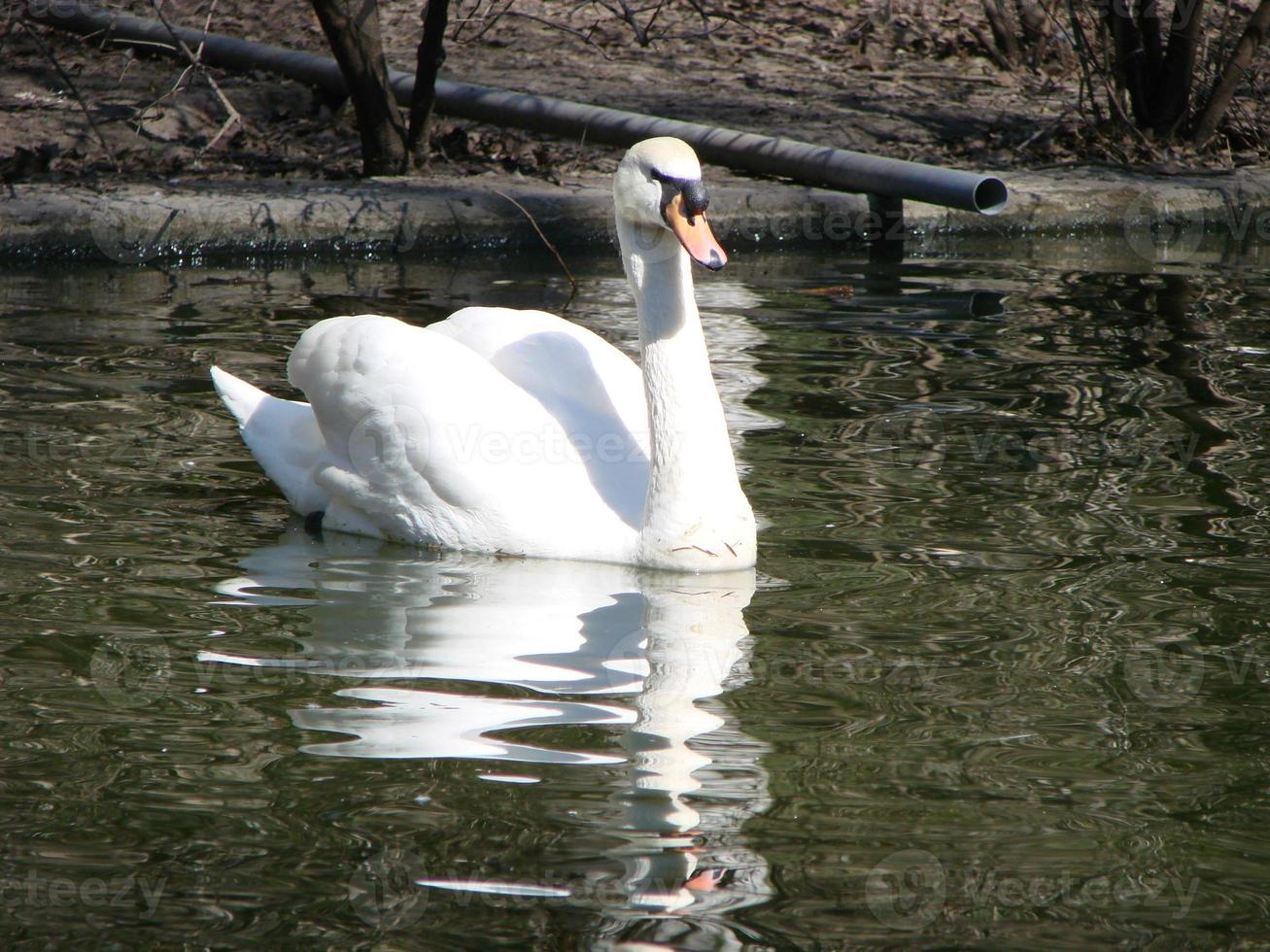 Beautiful Swan on a Crystal Clear blue river reflection photo