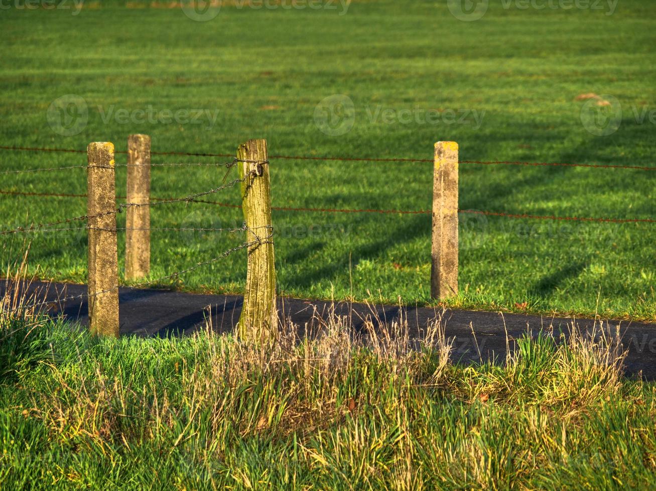 cows on a meadow in westphalia photo