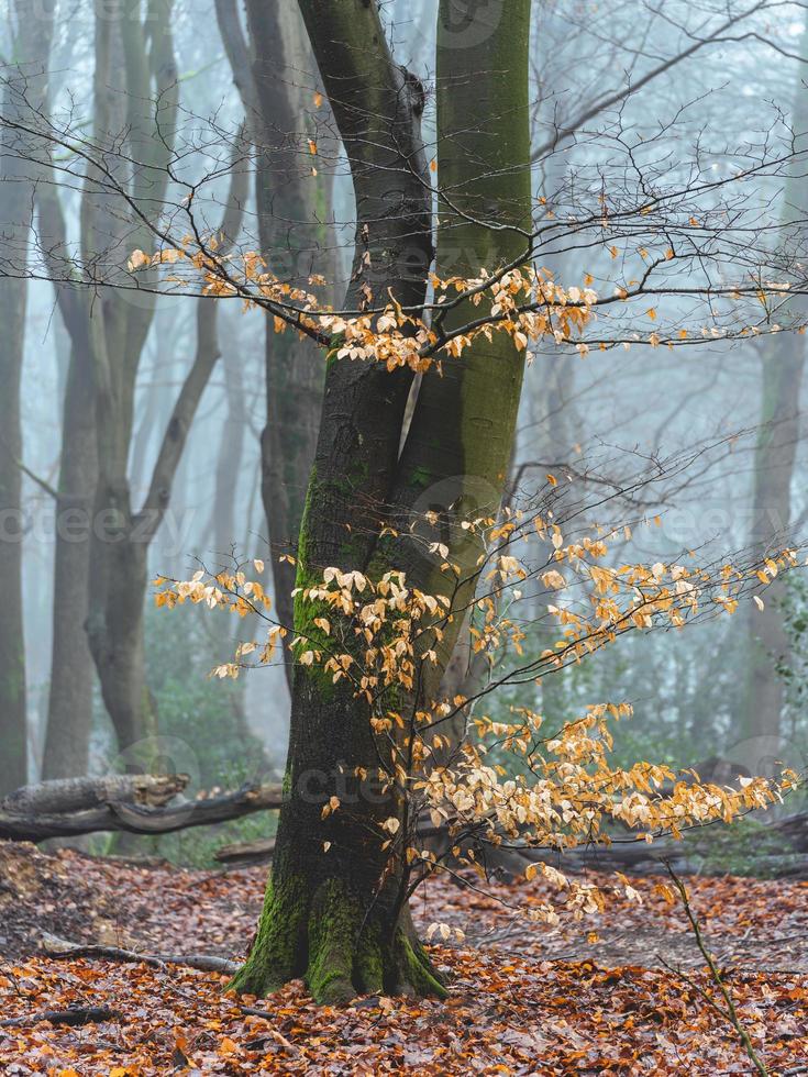Foggy day in the forest in The Netherlands, Speulderbos Veluwe. photo